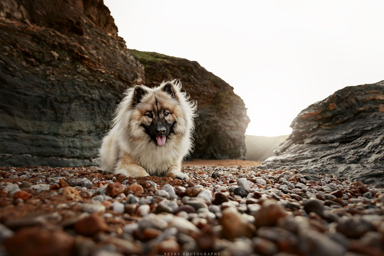 Chien sur les galets