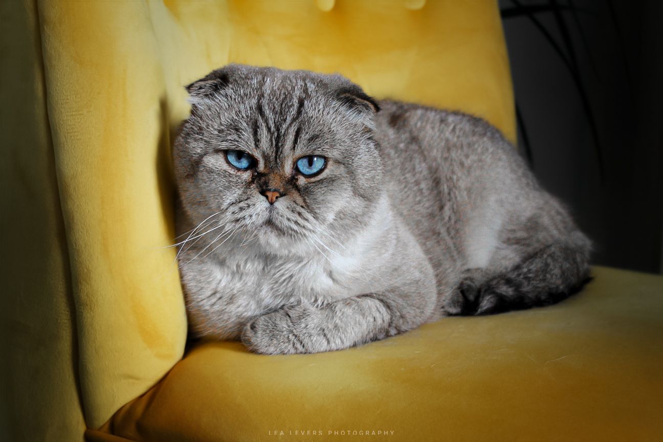 Chat Scottish Fold