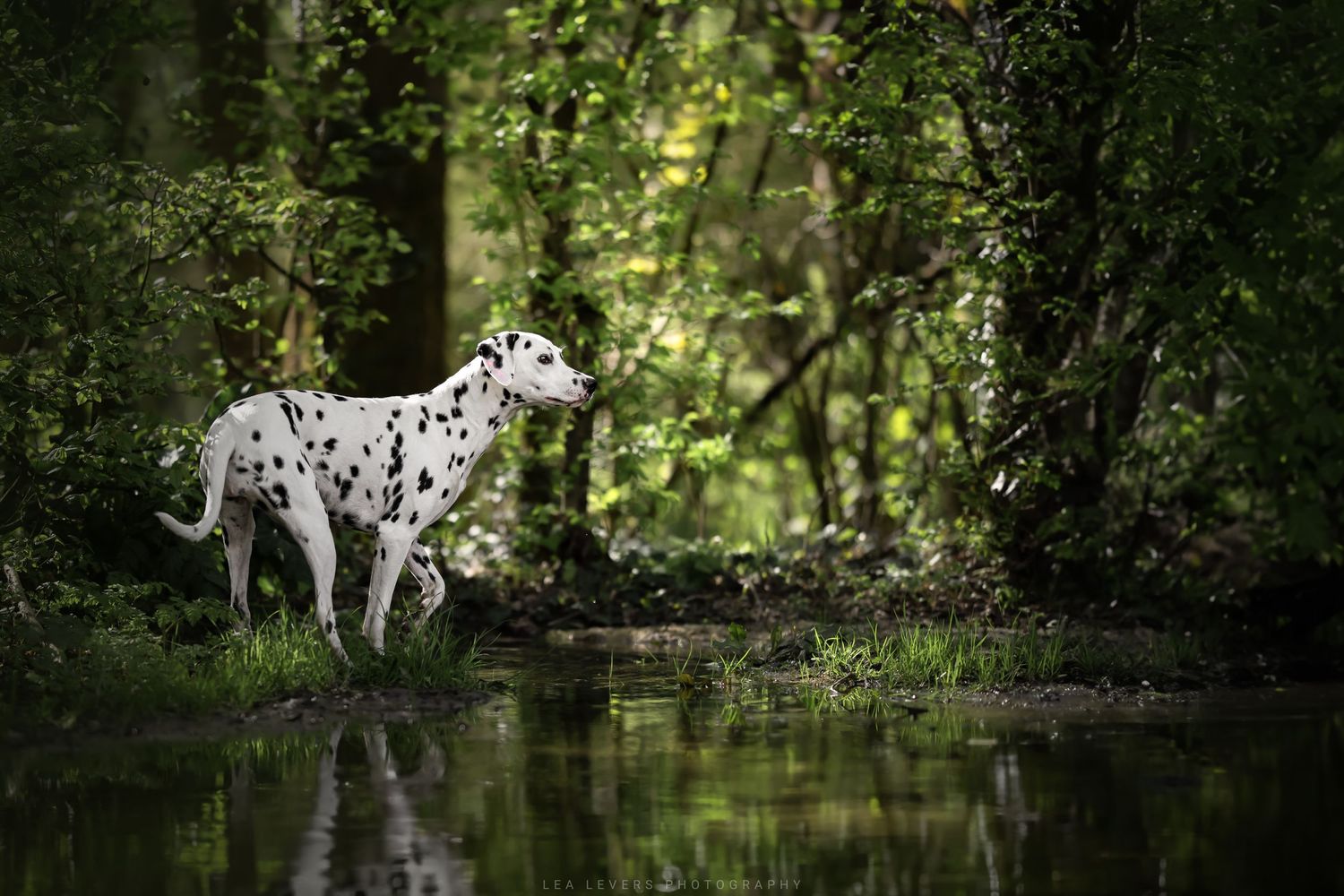 Dalmatien dans la forêt