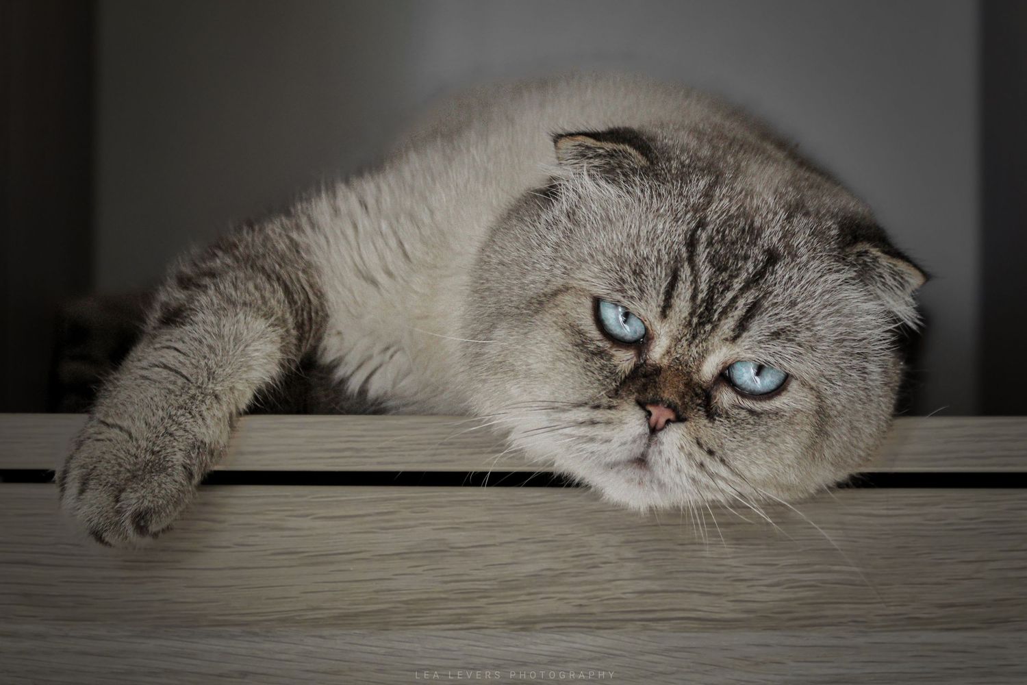 Chat Scottish Fold