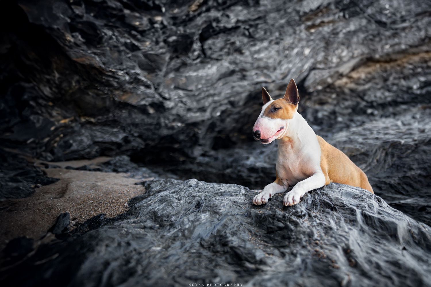 Bulle terrier dans les criques