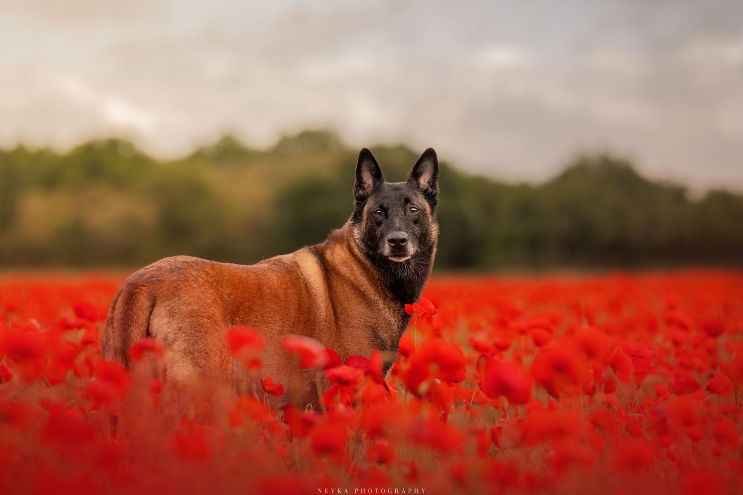 Malinois dans les coquelicots