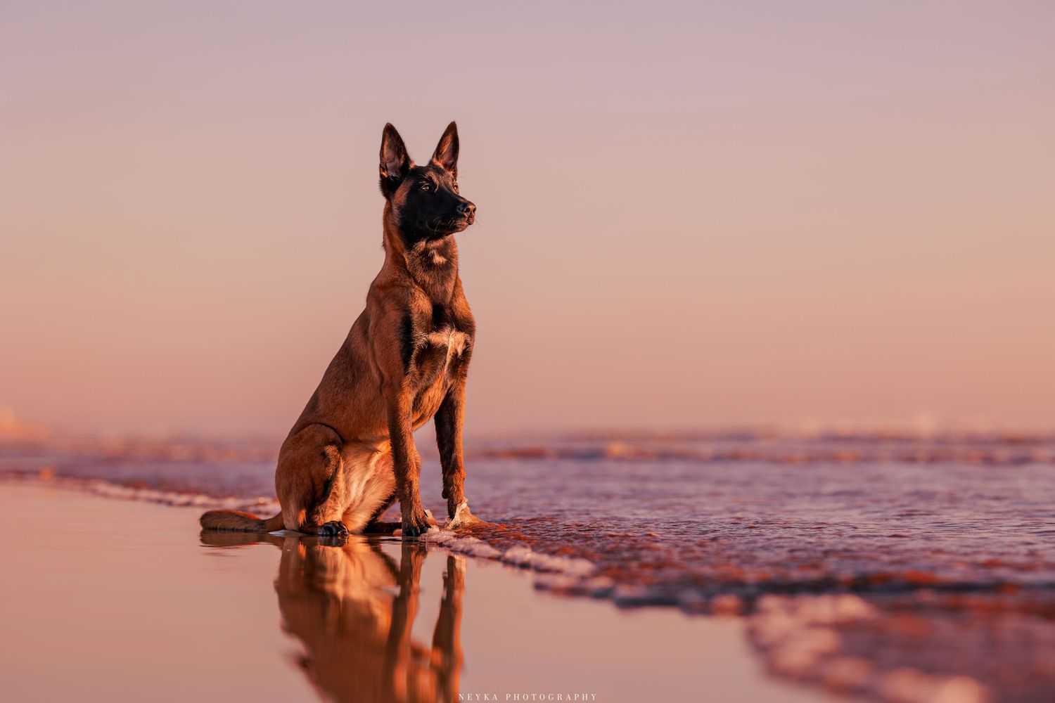 Chien à la mer