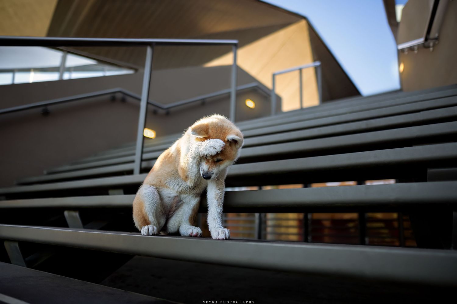 Chiot Akita