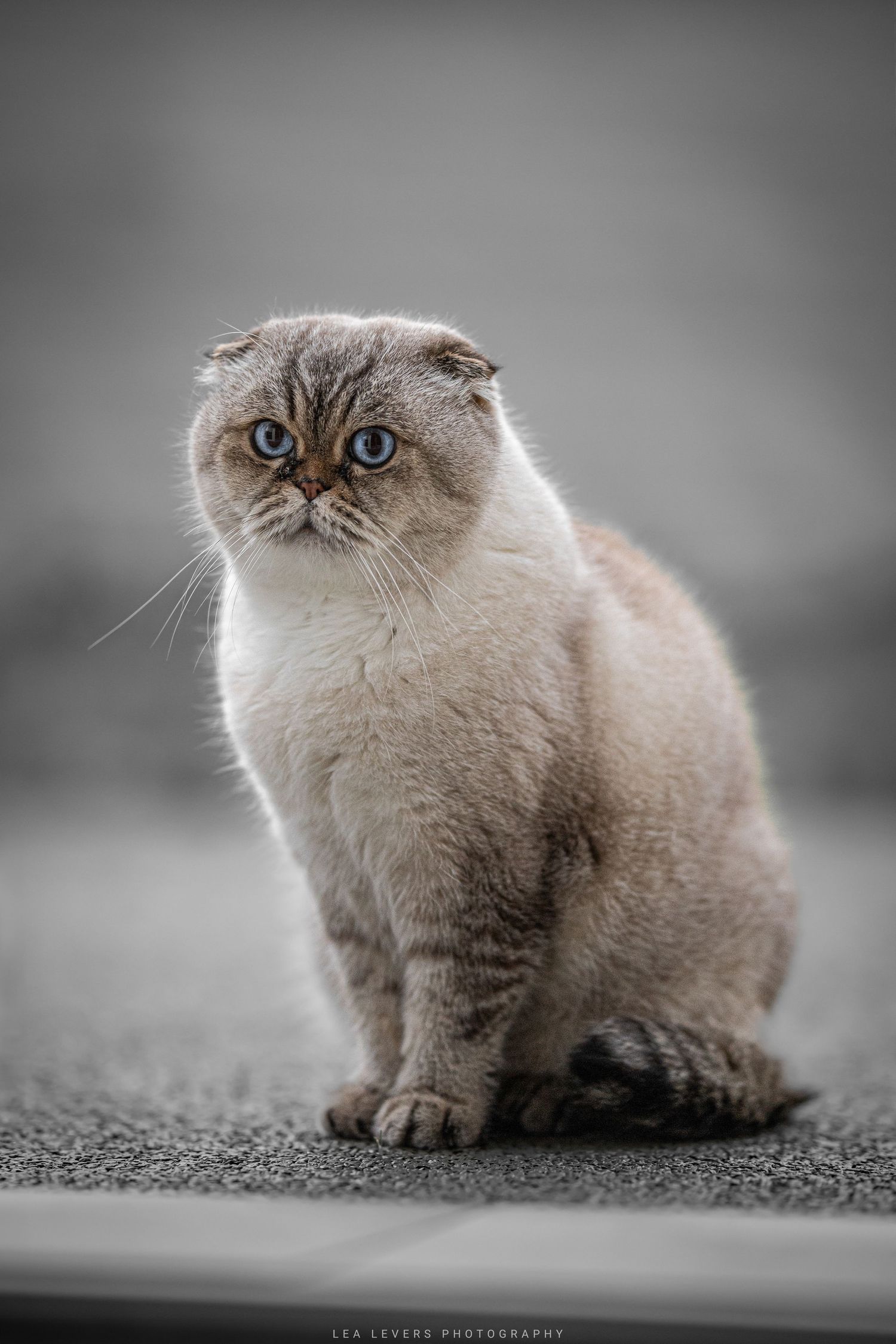 Chat Scottish Fold