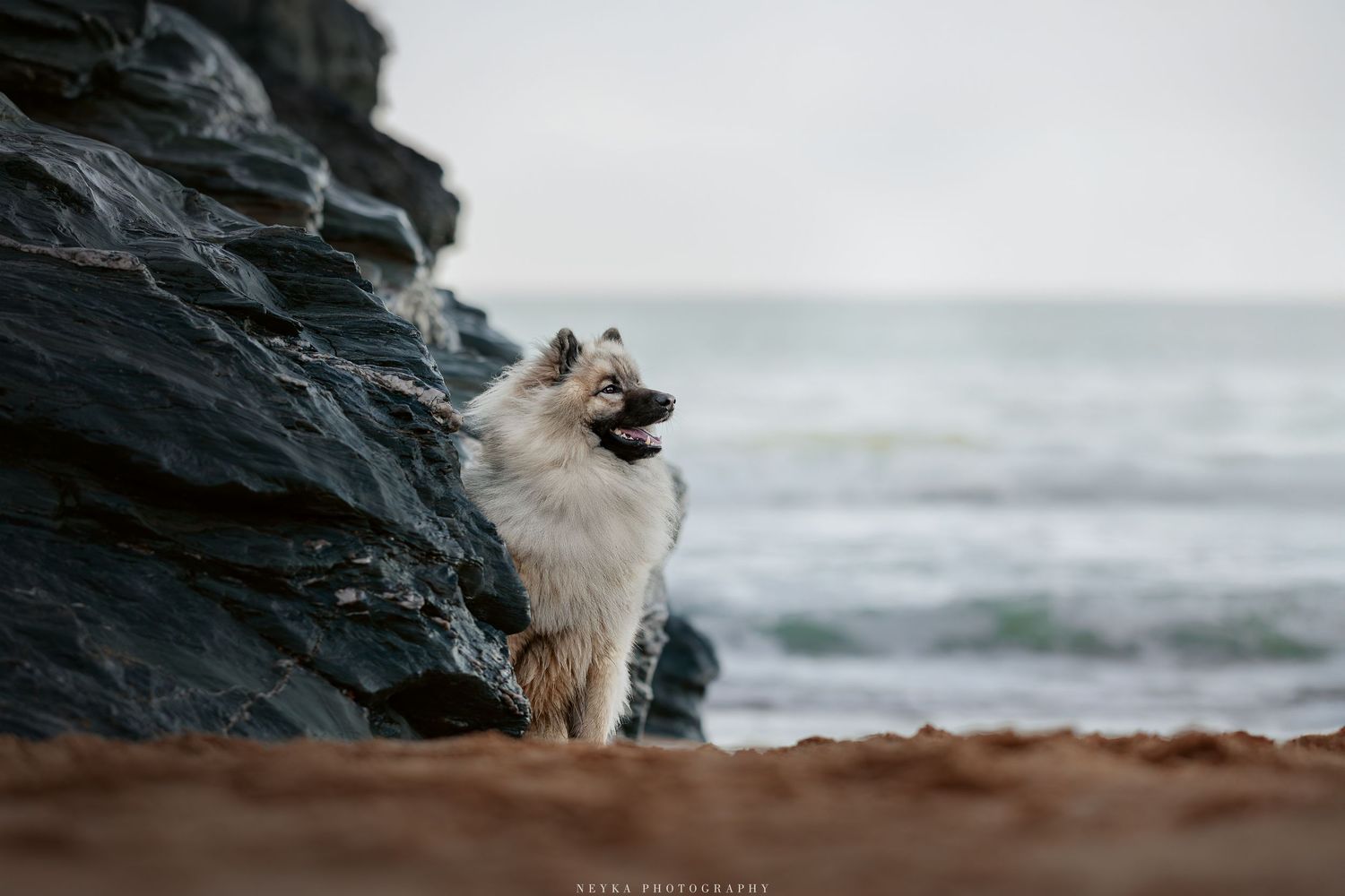 Chien dans les criques