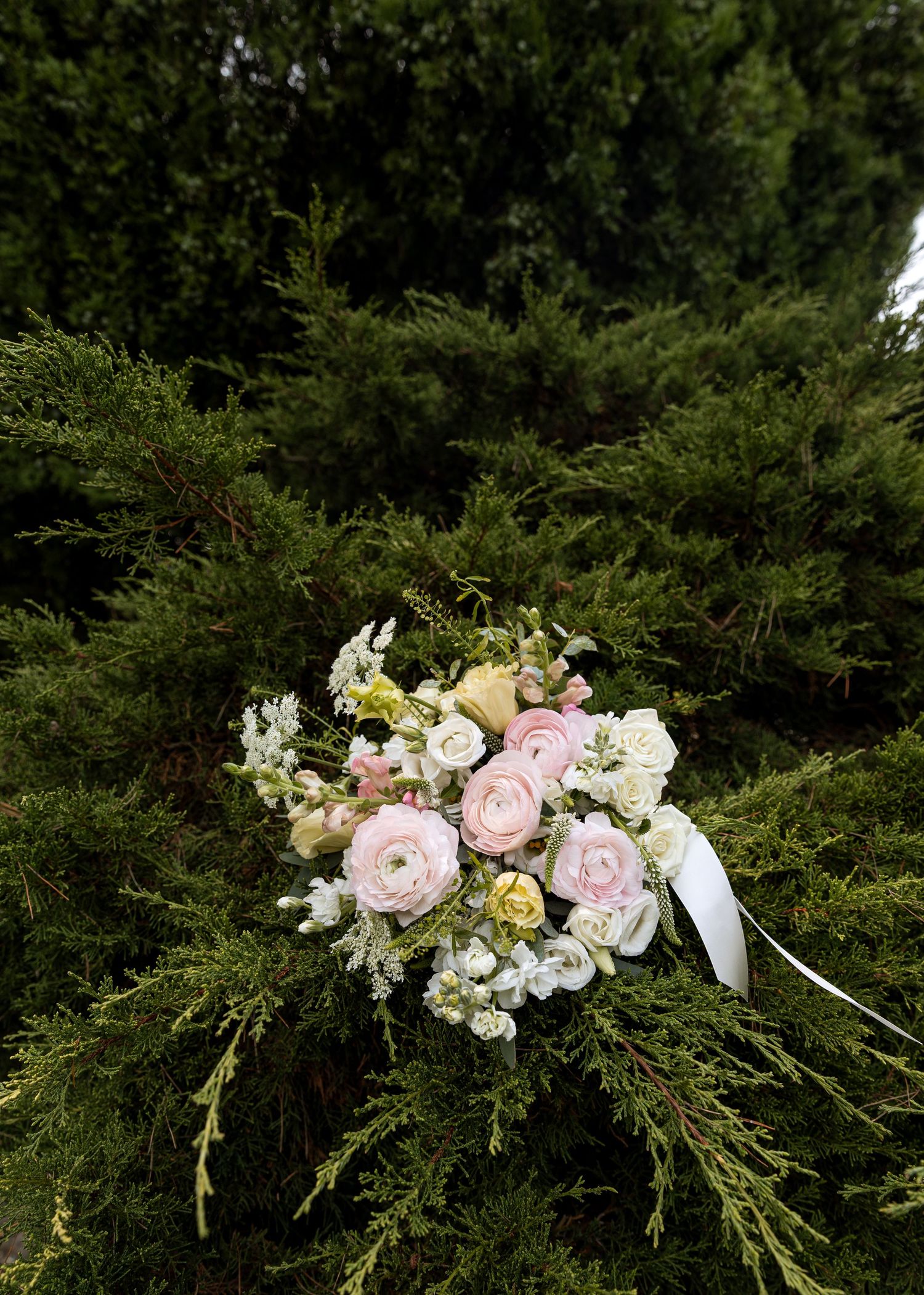 Delicate floral arrangement with pink ranunculus and white flowers against evergreen foliage.