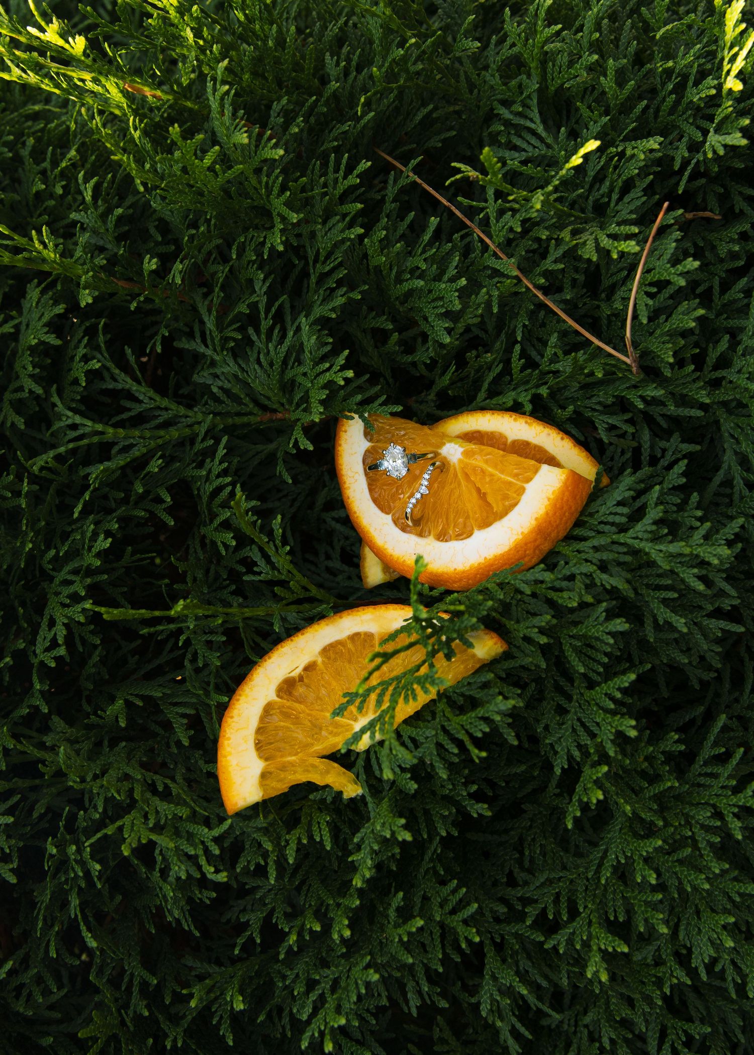 Orange slices arranged artistically against dark green evergreen branches.