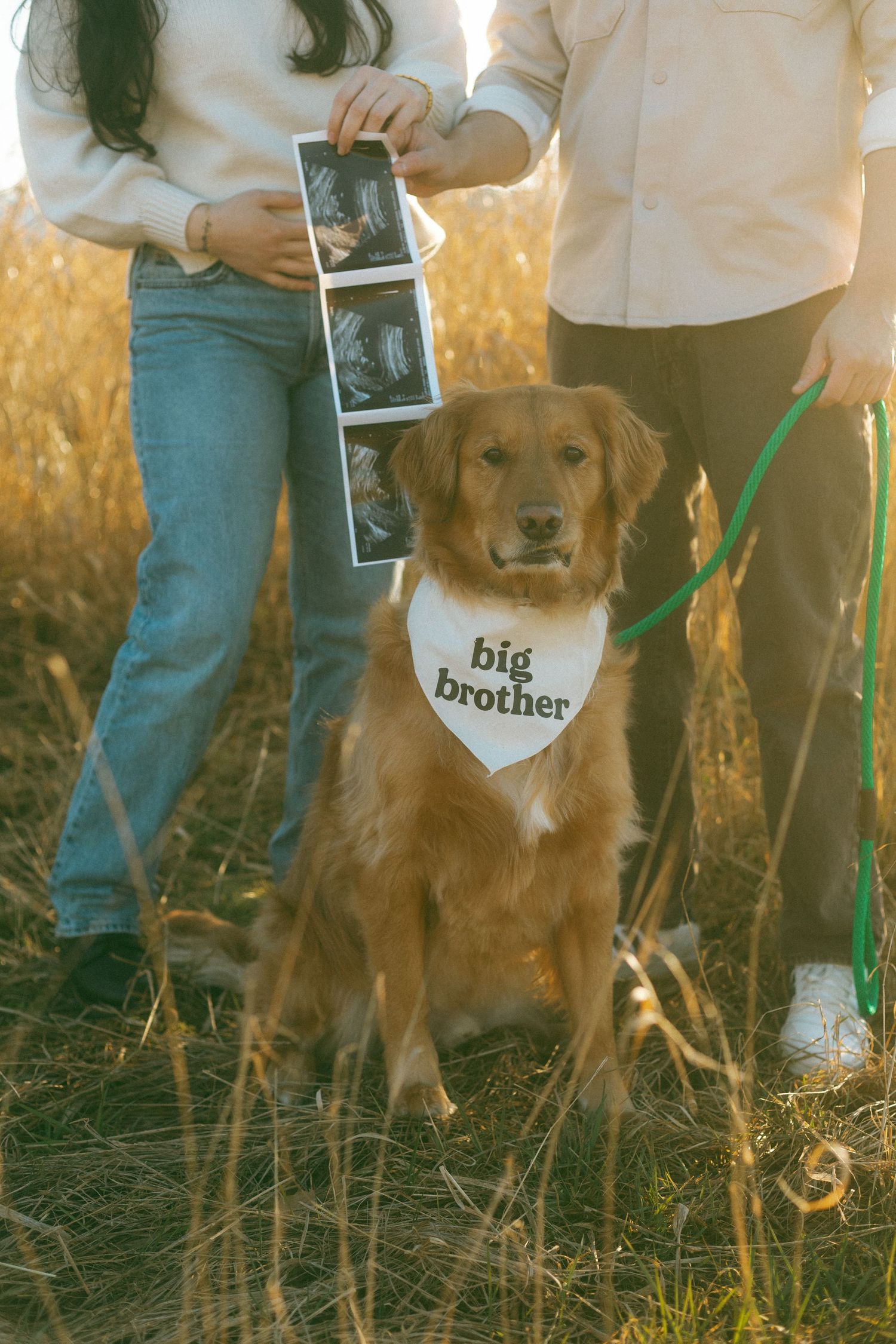 Golden retriever wearing 'big brother' bandana sits while couple holds ultrasound photos.