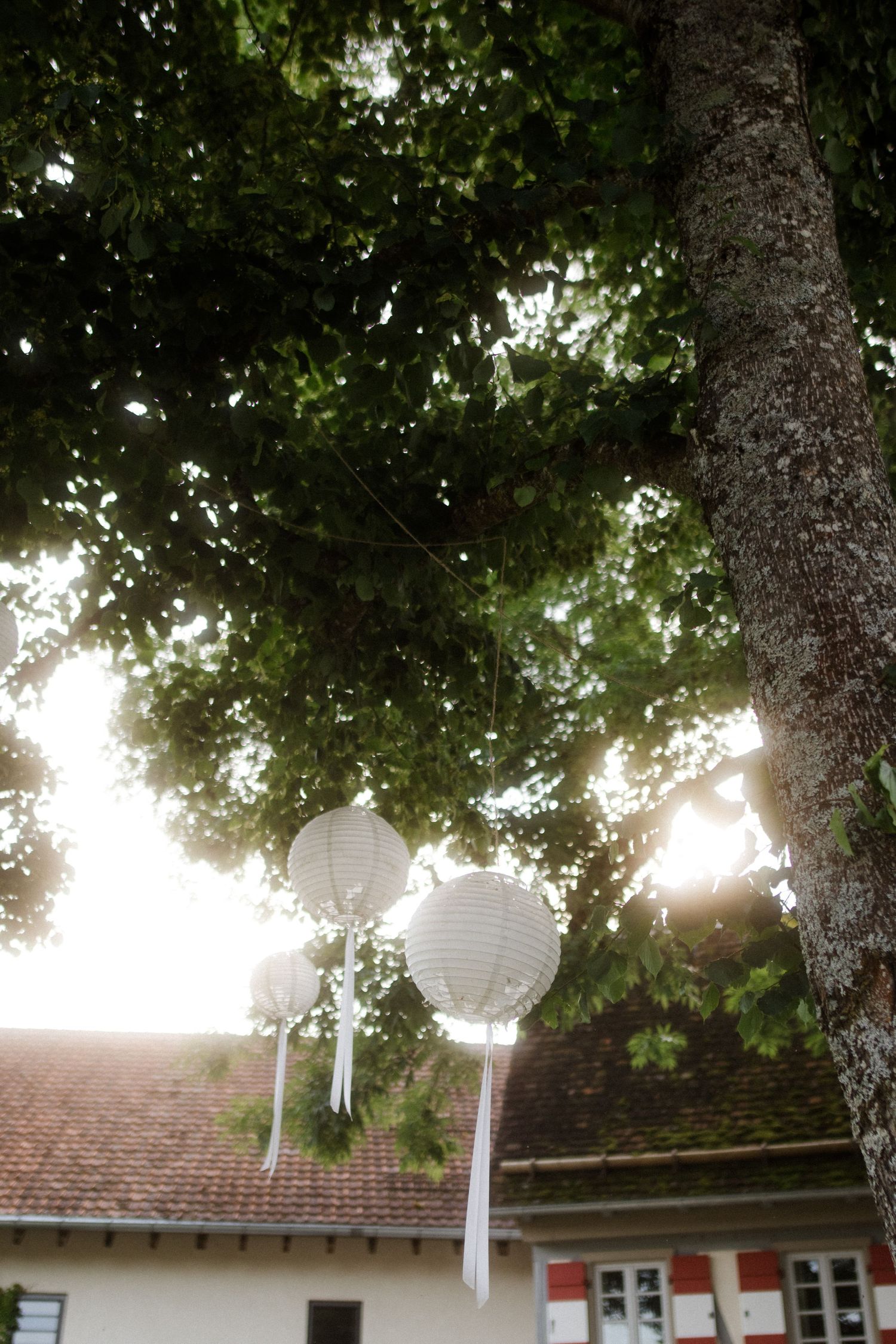 White paper lanterns hang from tree branches against a sunset sky.