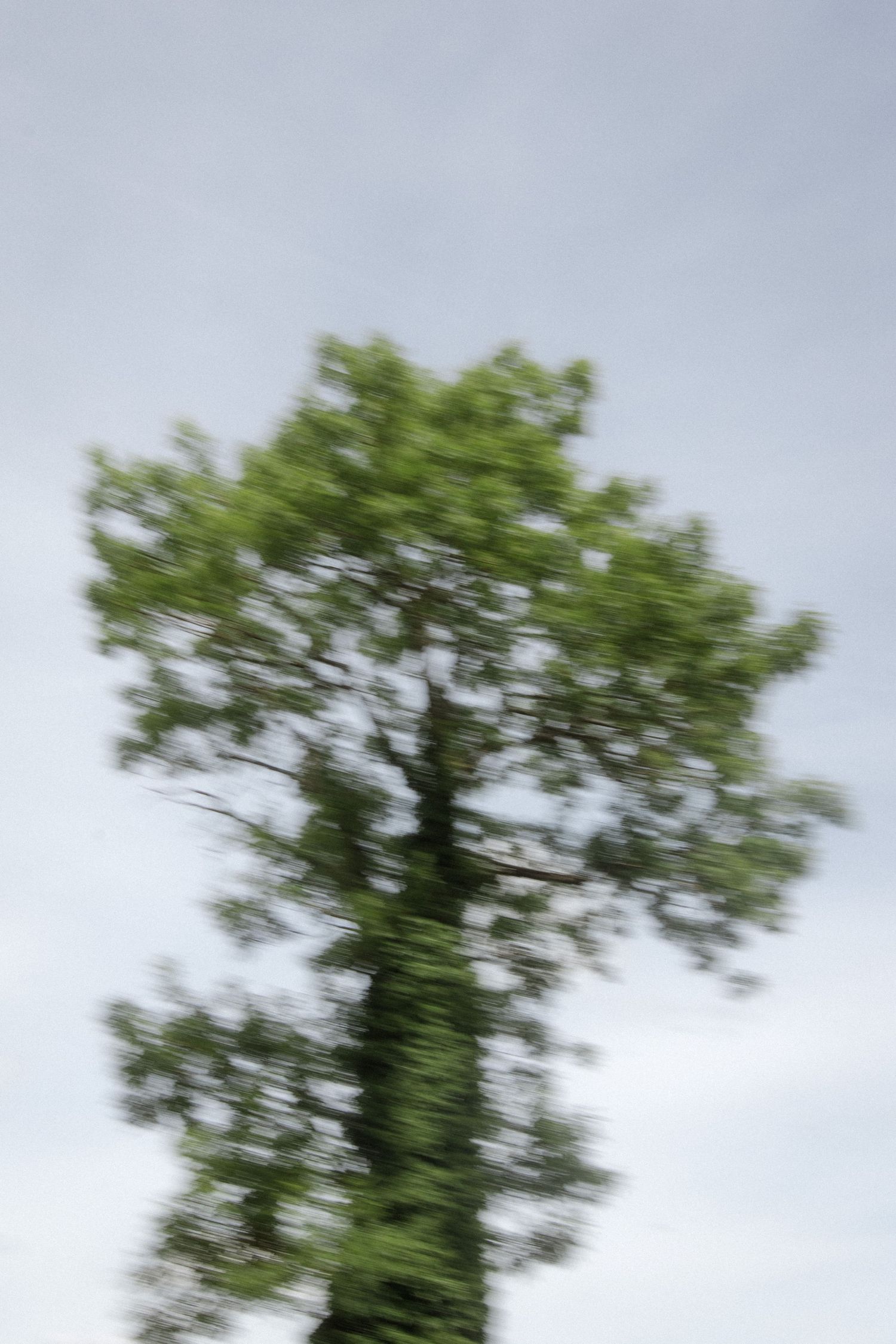 Motion-blurred tall green tree against cloudy sky creating an artistic nature effect.