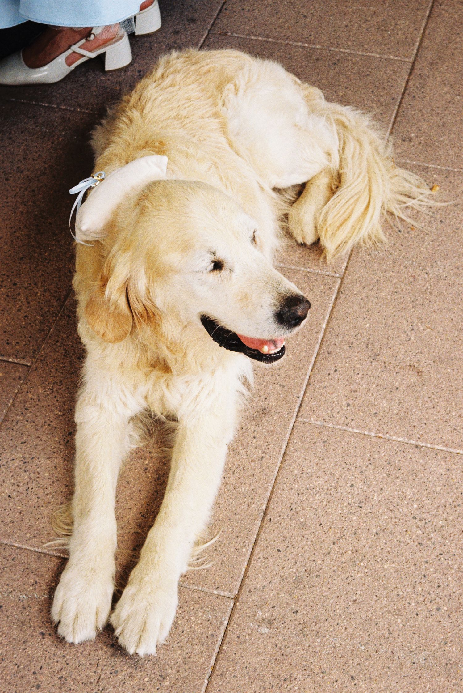 A white golden retriever dog lying on a tiled floor with a happy, relaxed expression.