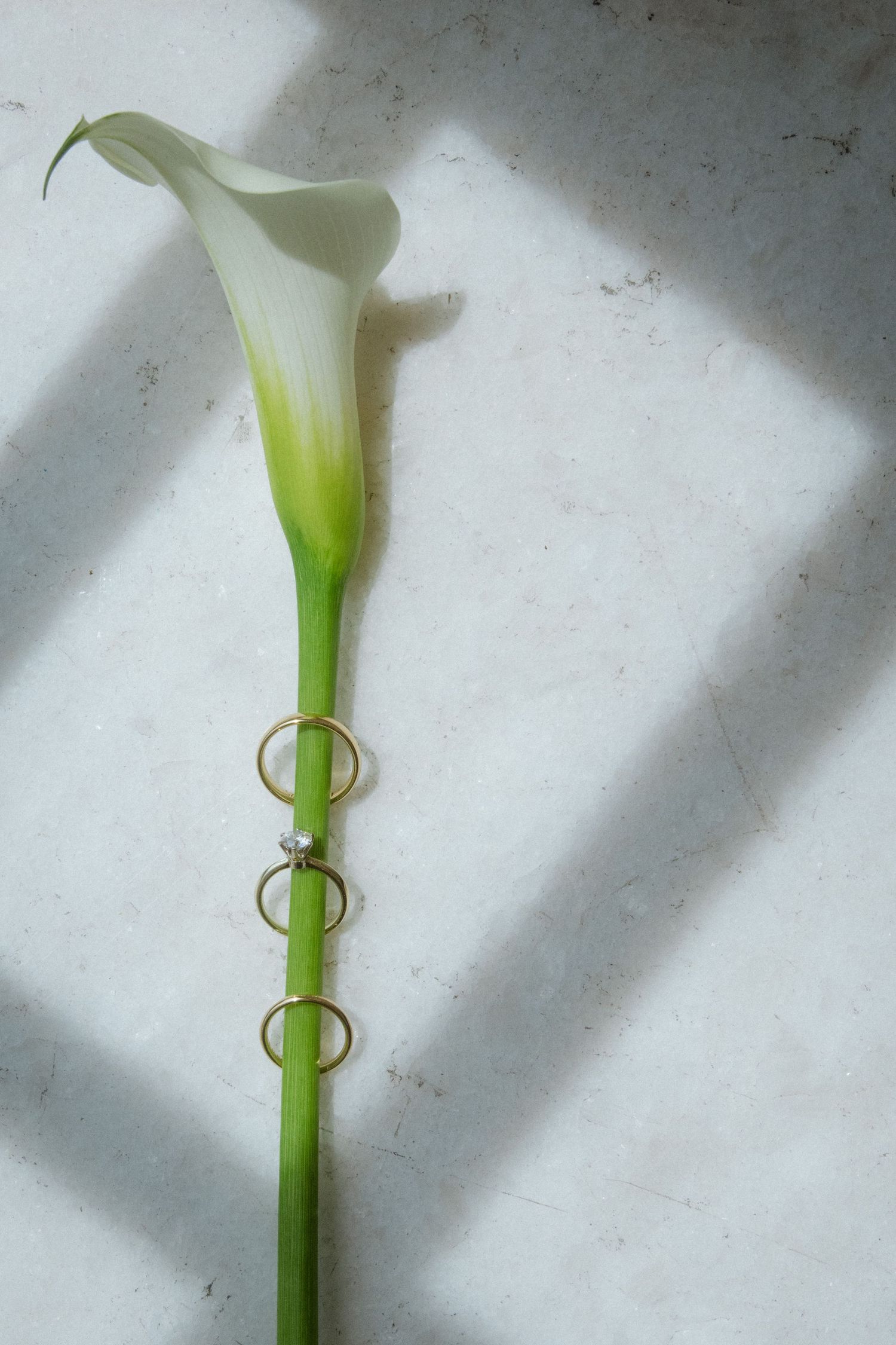 White calla lily with wedding rings arranged along its stem in dramatic lighting.