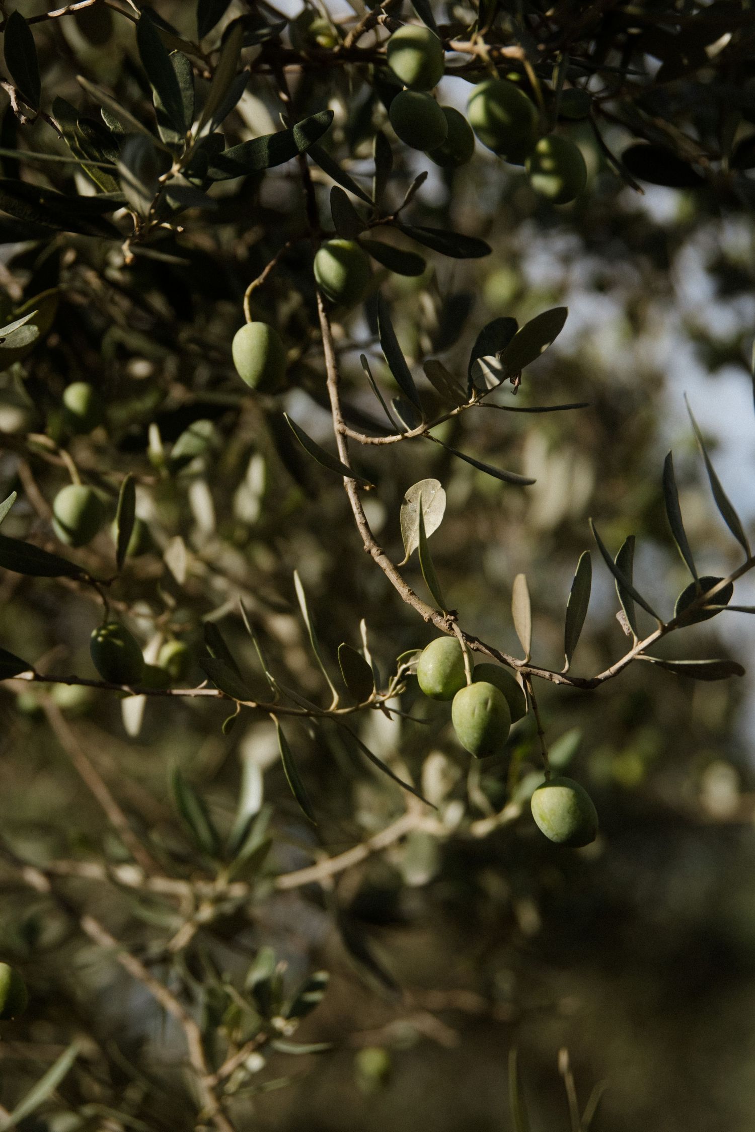 Green olives growing on branches in a Mediterranean olive grove with soft natural lighting.