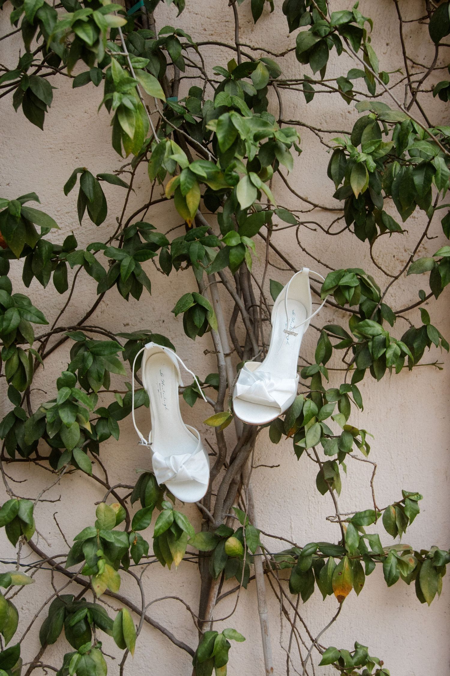 White wedding dress hanging among green leaves on vine-covered wall.