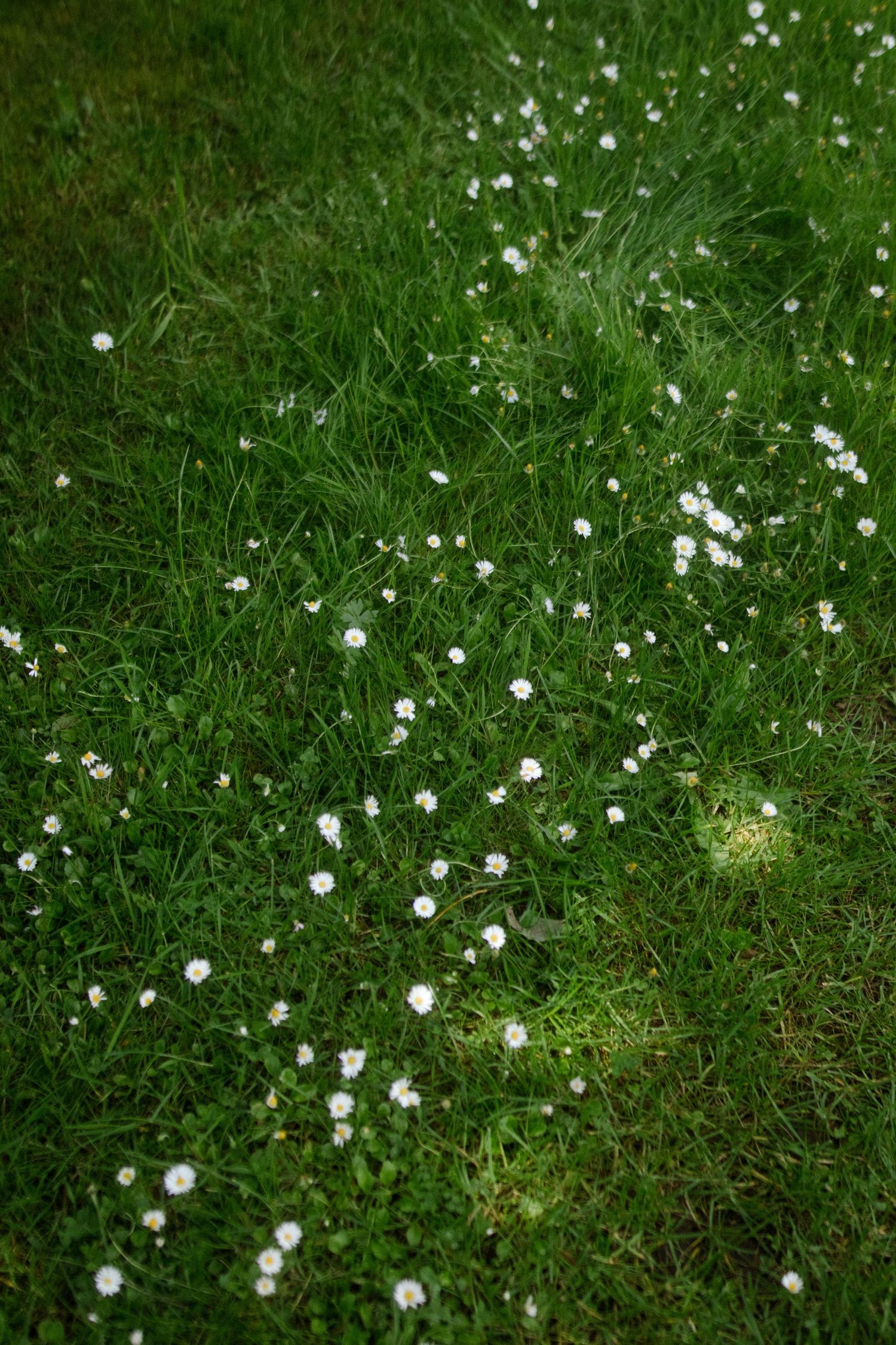 Small white wildflowers dotted throughout lush green grass.