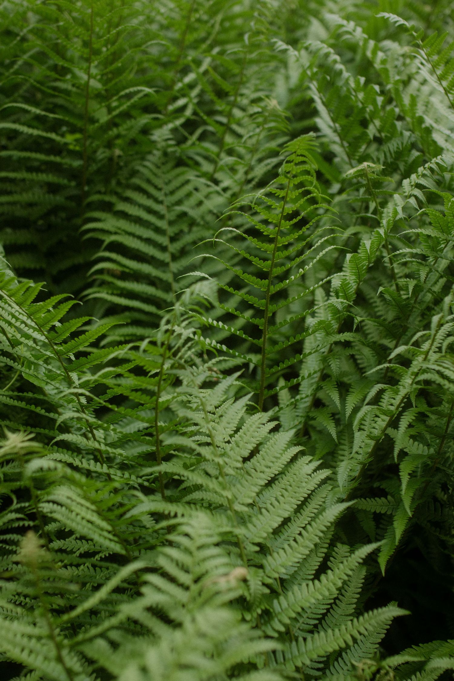 Lush green ferns growing wild in a natural garden setting.