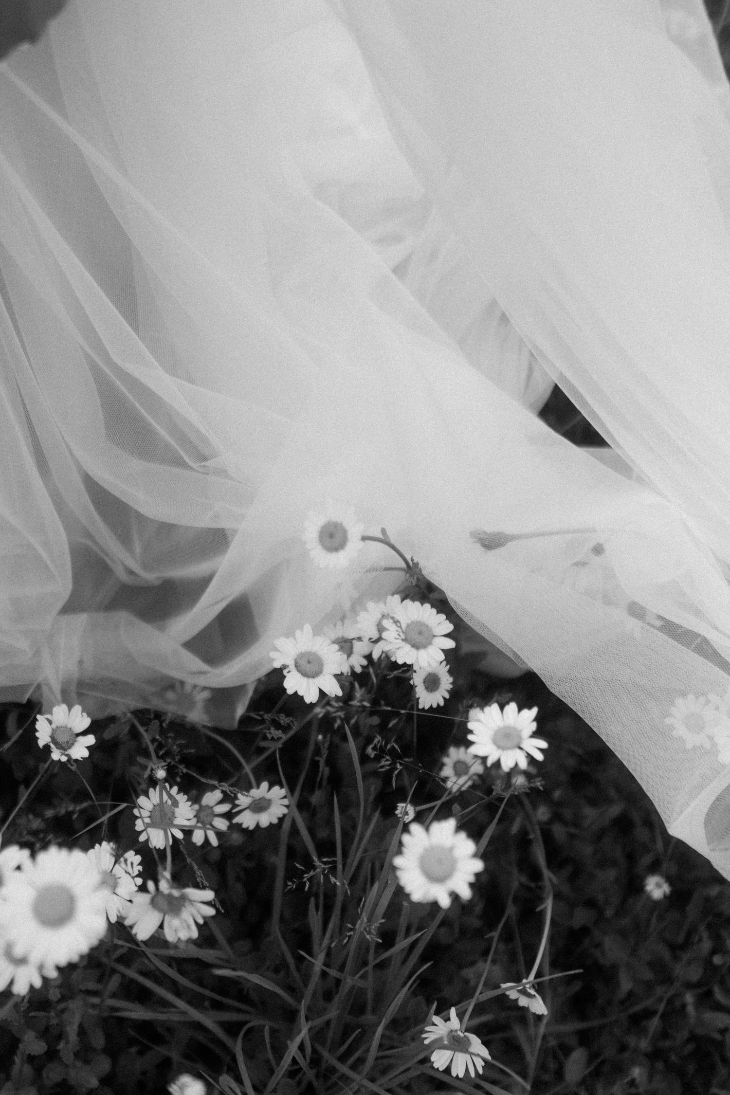 White wedding veil drapes over blooming daisies in an artistic black and white composition.