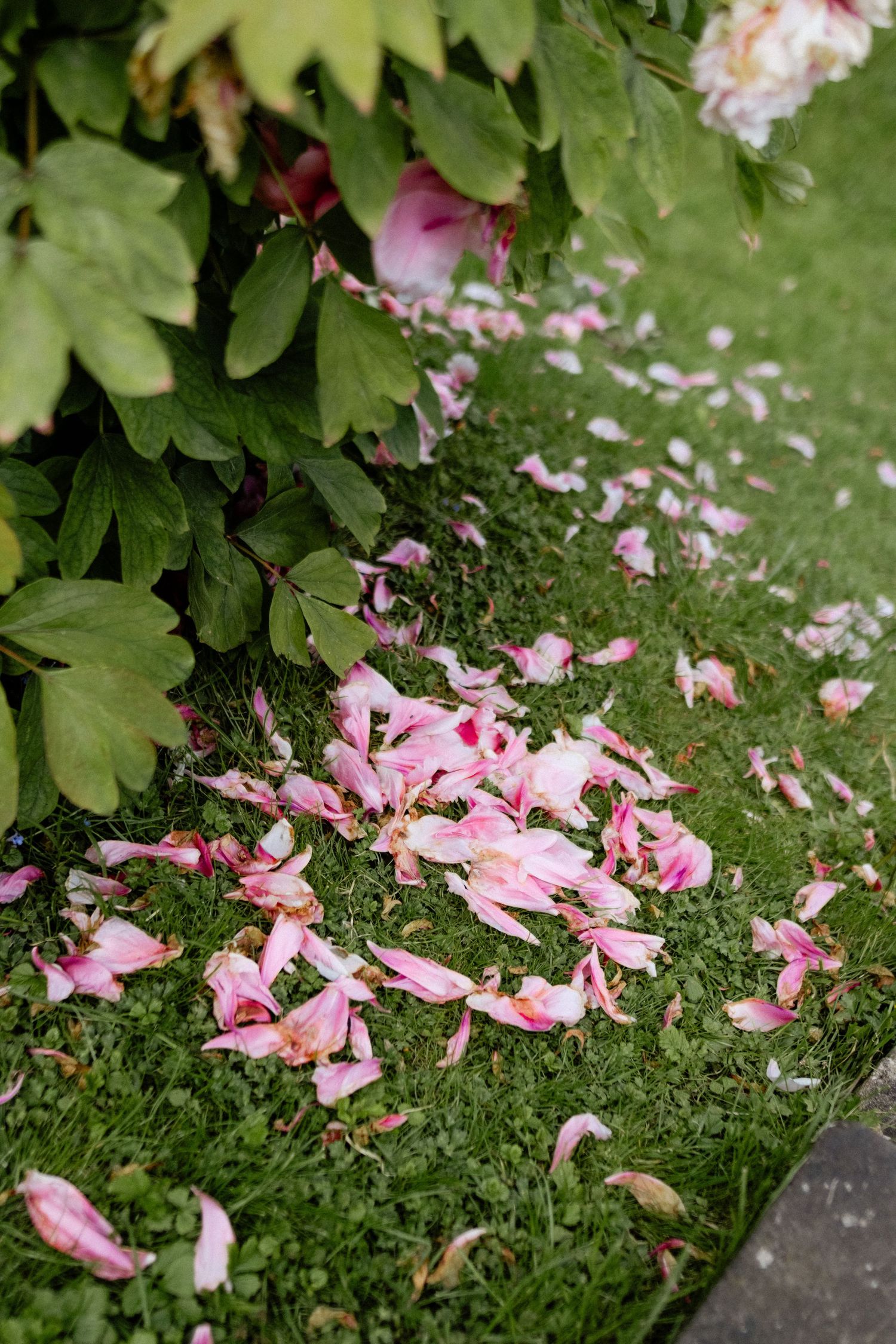 Pink flower petals scattered on green grass beneath leafy foliage.