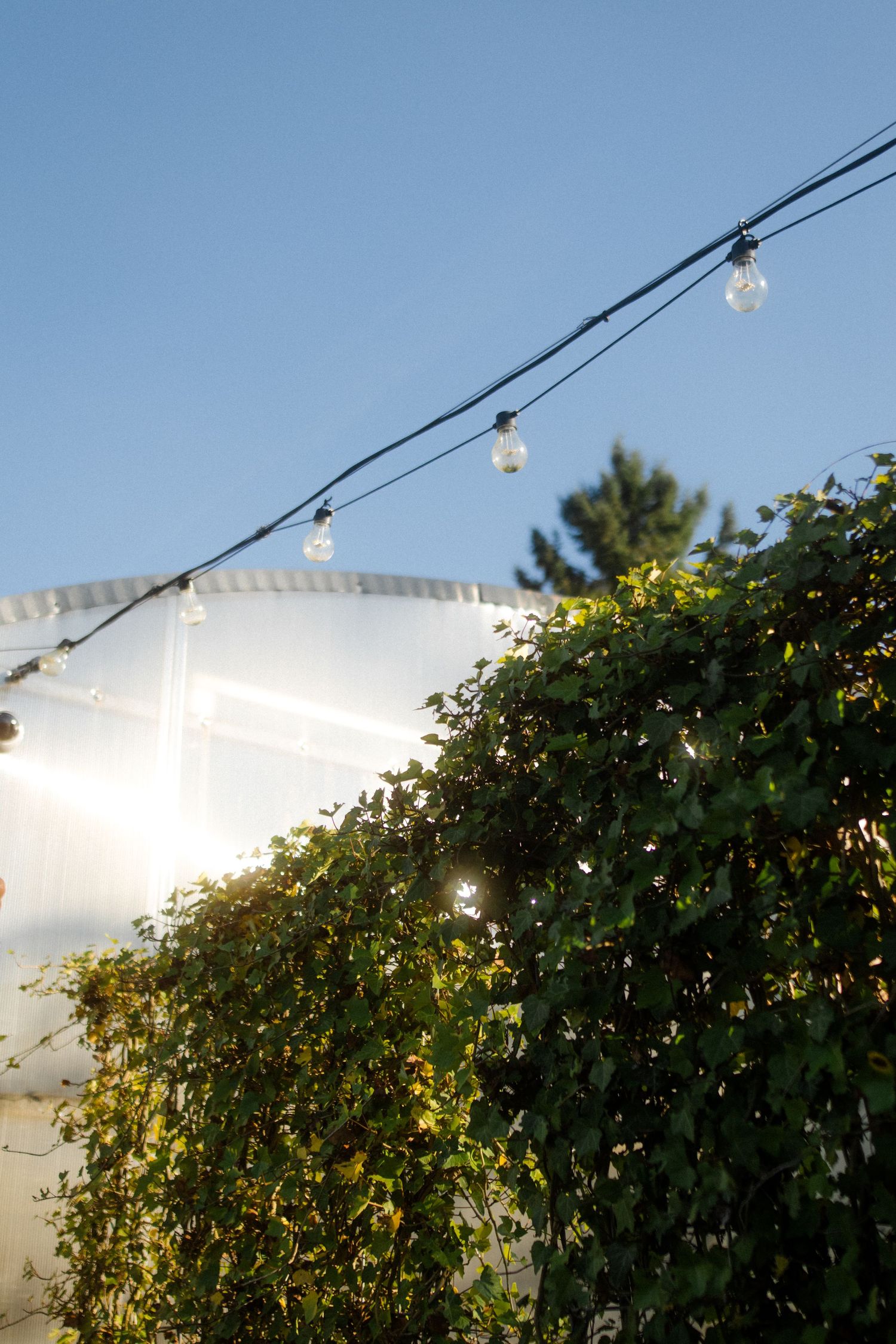 String lights hang over lush green foliage against a bright blue sky with a white tent in the background.