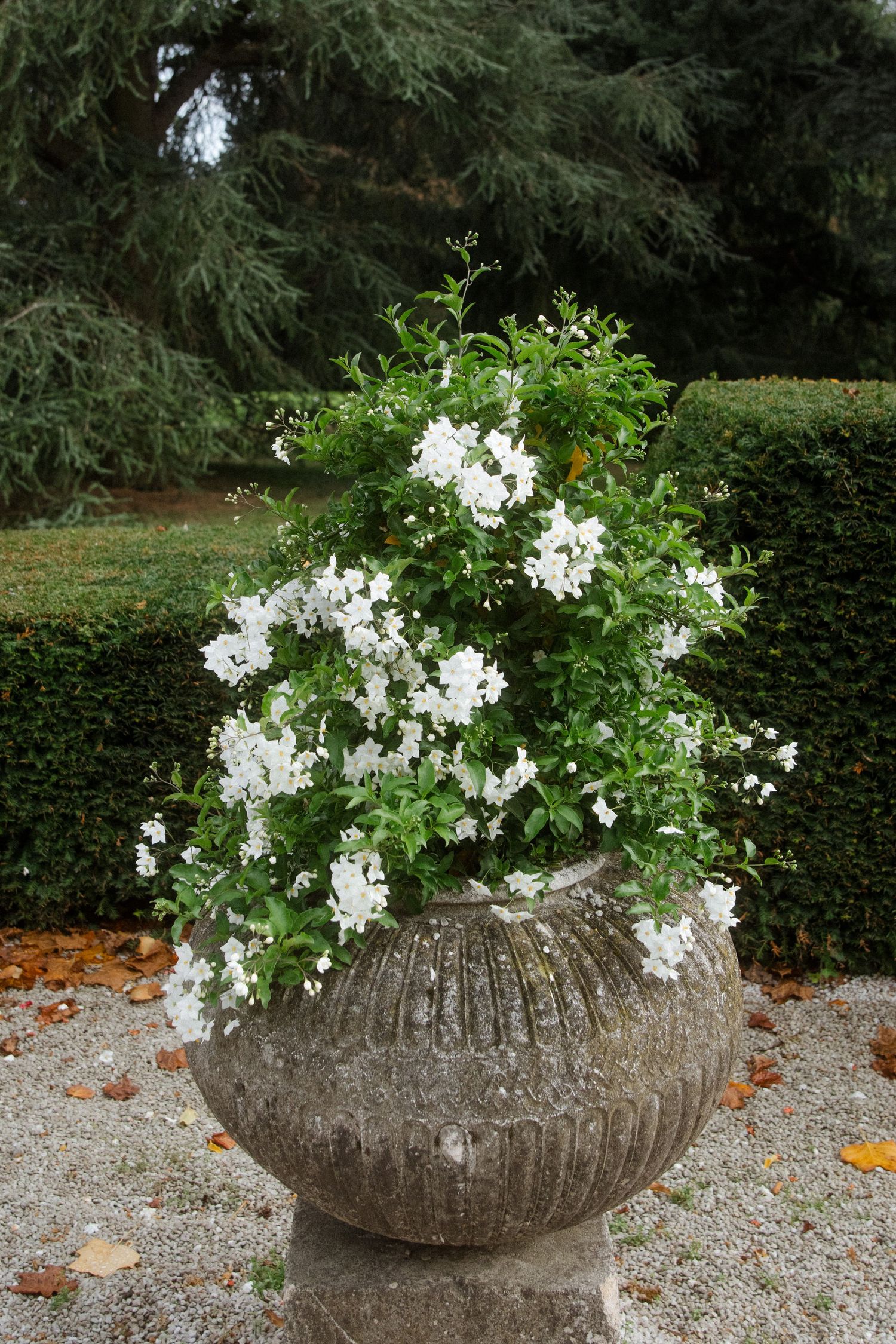 White flowering plant in a large stone urn planter surrounded by manicured hedges.