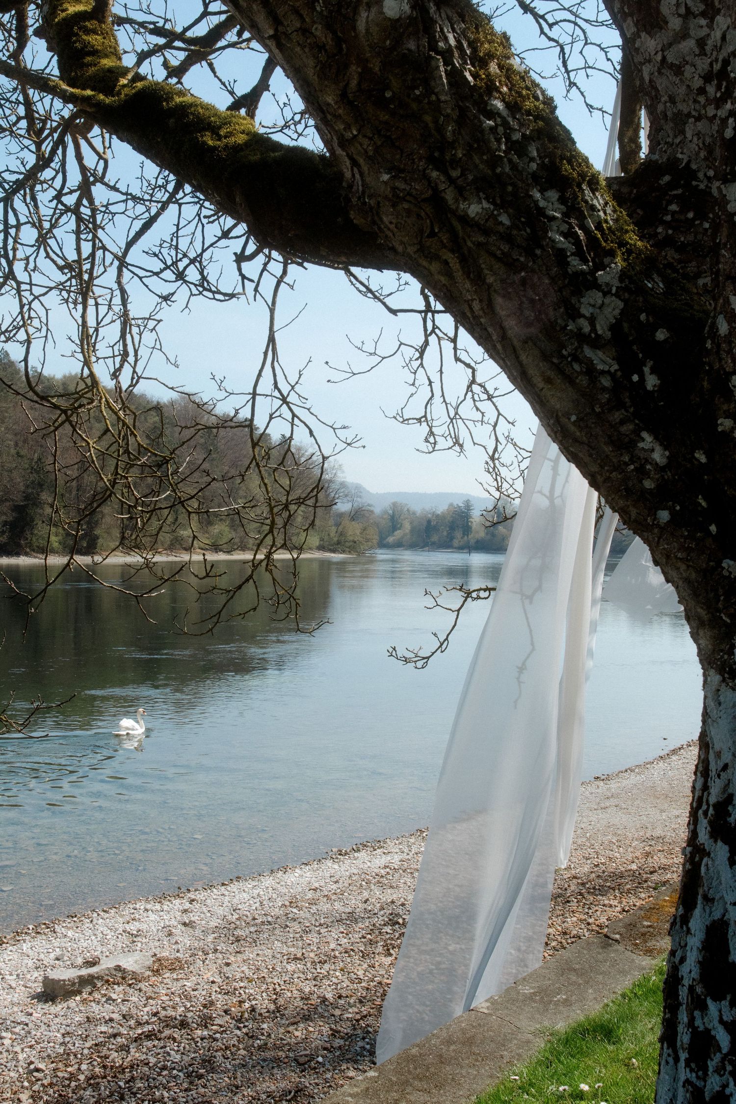 White fabric draped on a mossy tree by a calm river with swans, surrounded by bare branches and a pebble shore.