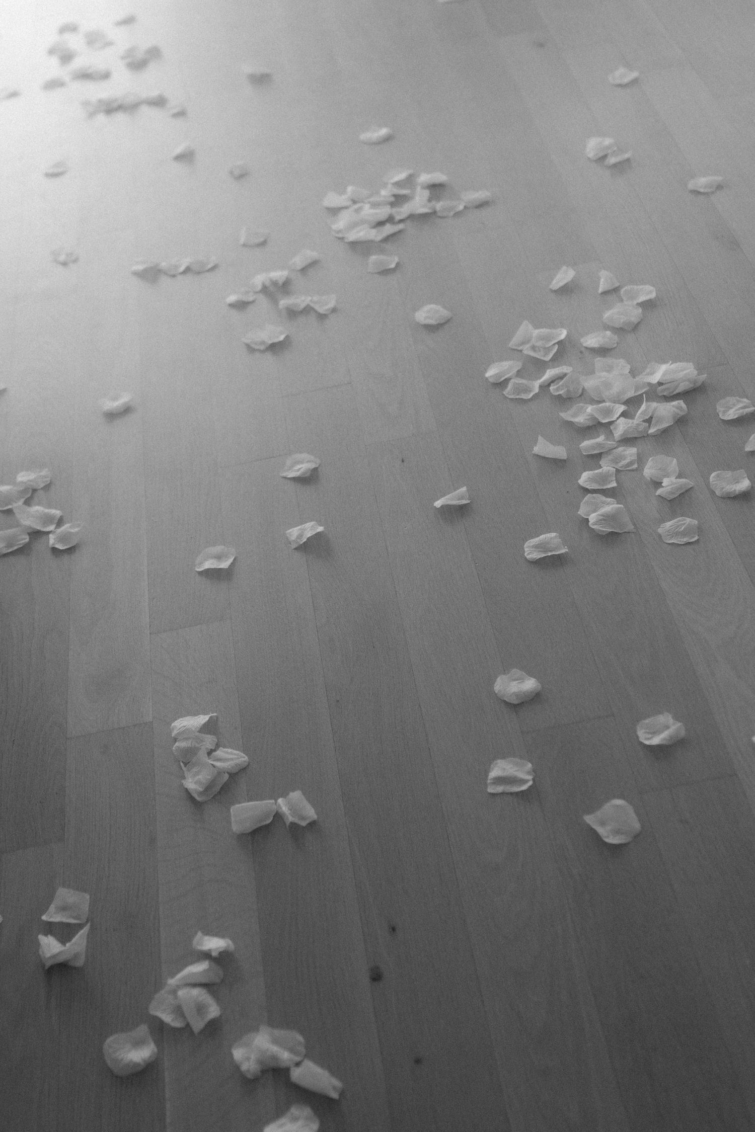 Rose petals scattered across a wooden floor in black and white.