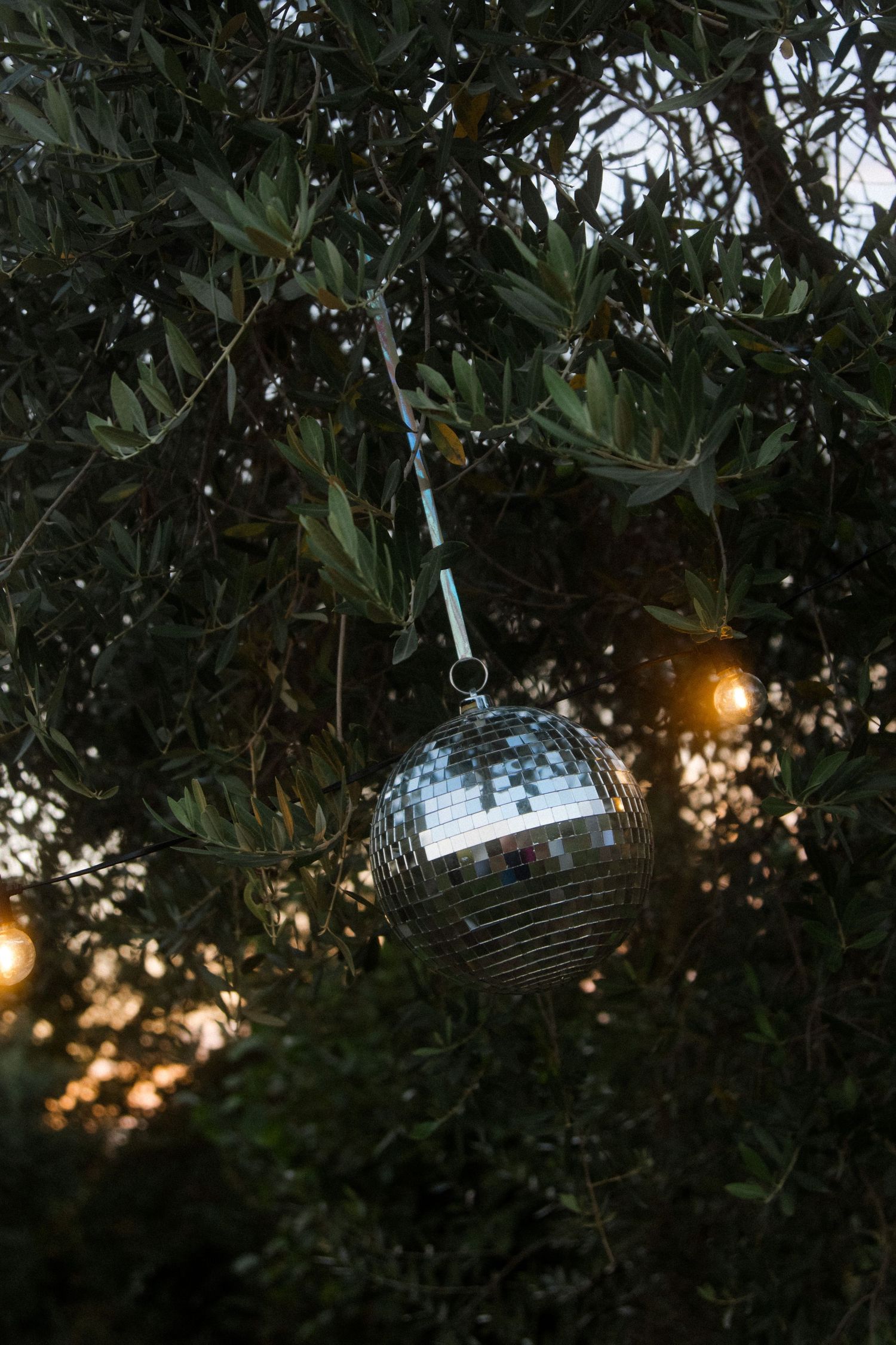String lights illuminate olive tree branches at dusk creating a magical atmosphere.