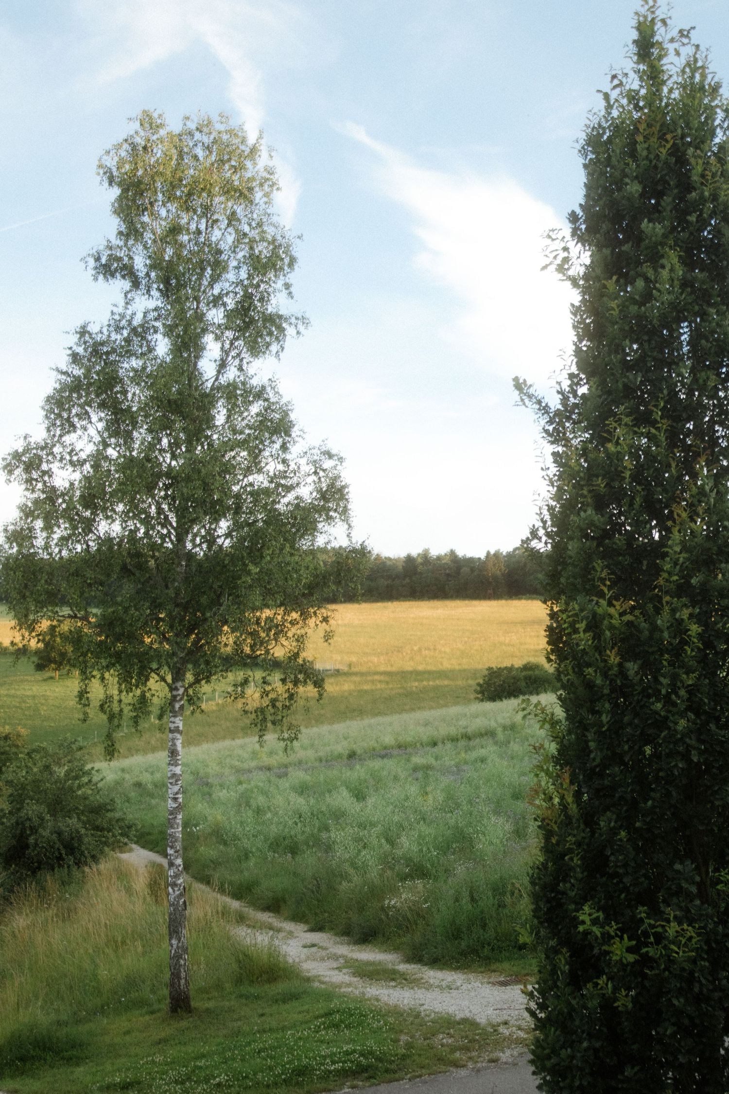 Scenic countryside path winding between birch trees and meadows under blue sky.
