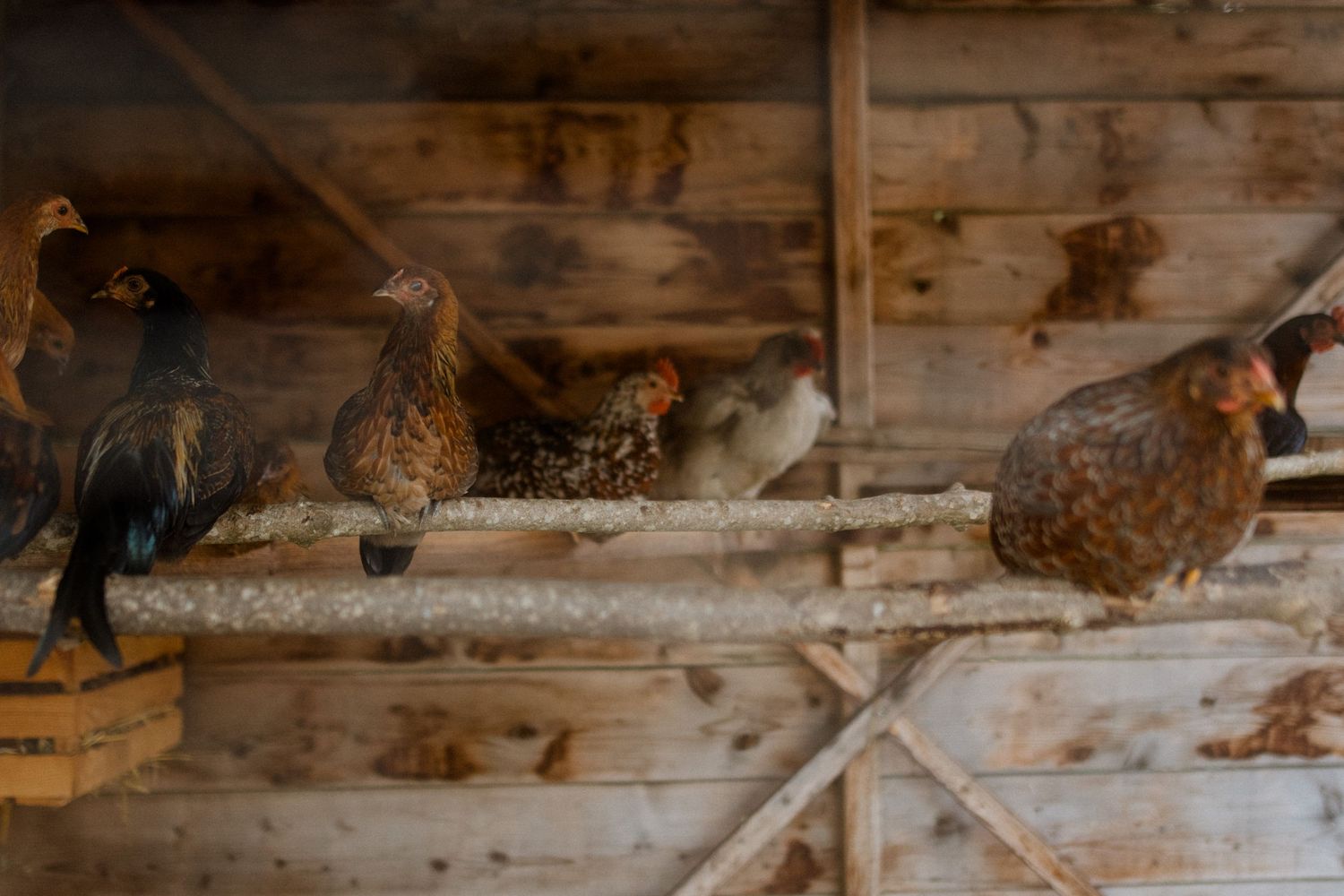 Chickens perched on wooden beams inside a rustic barn.