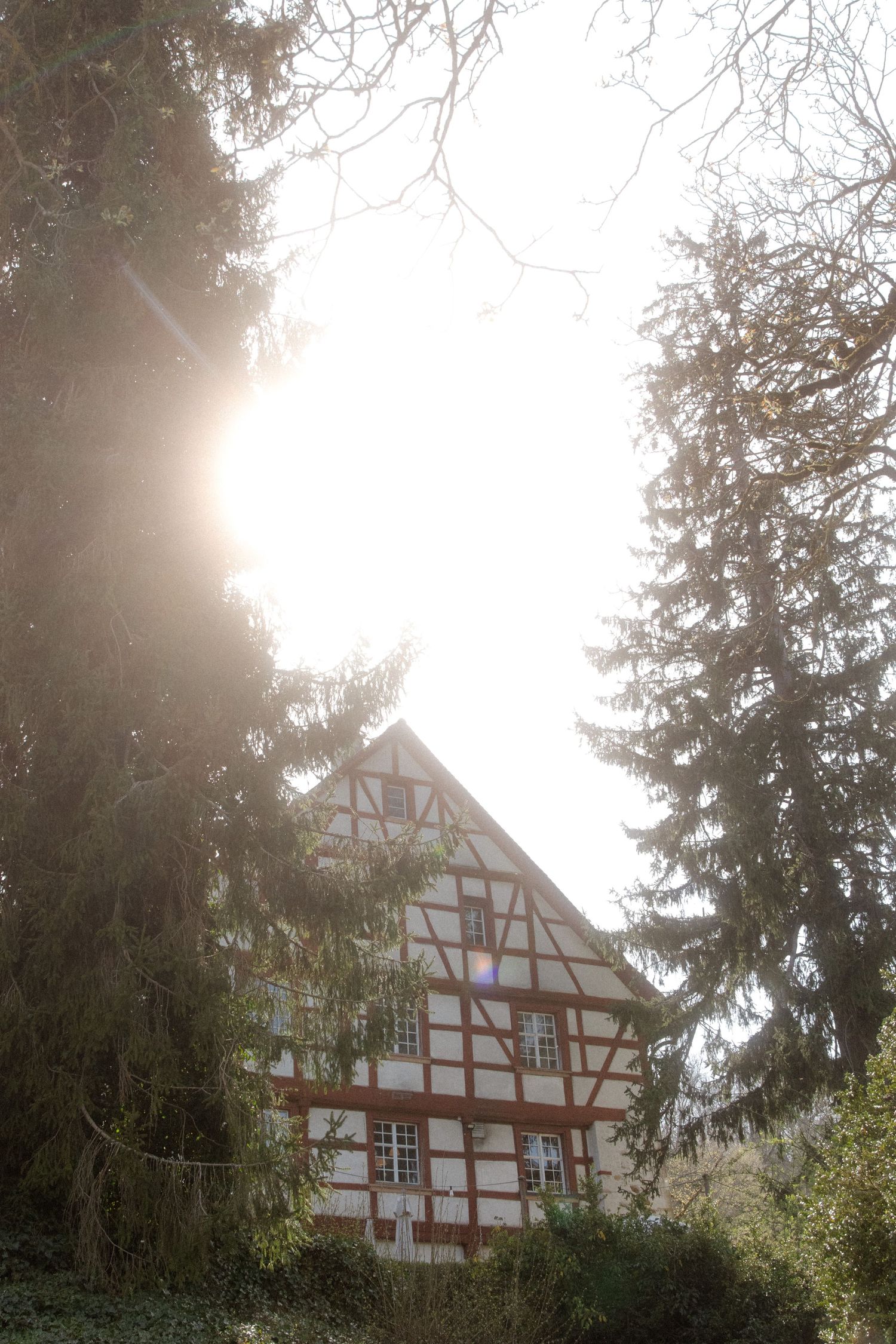 Sunlit half-timbered house framed by tall pine trees with bright lens flare.