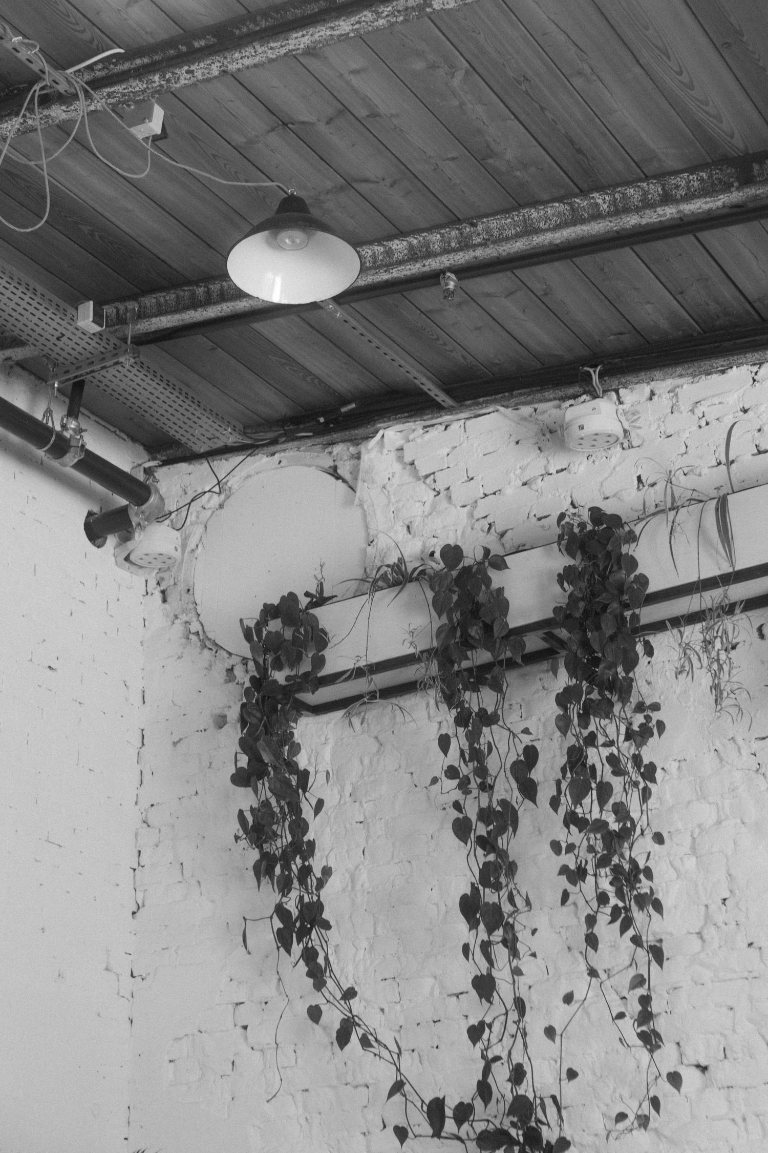 Industrial ceiling with hanging vines and exposed pipes in black and white.