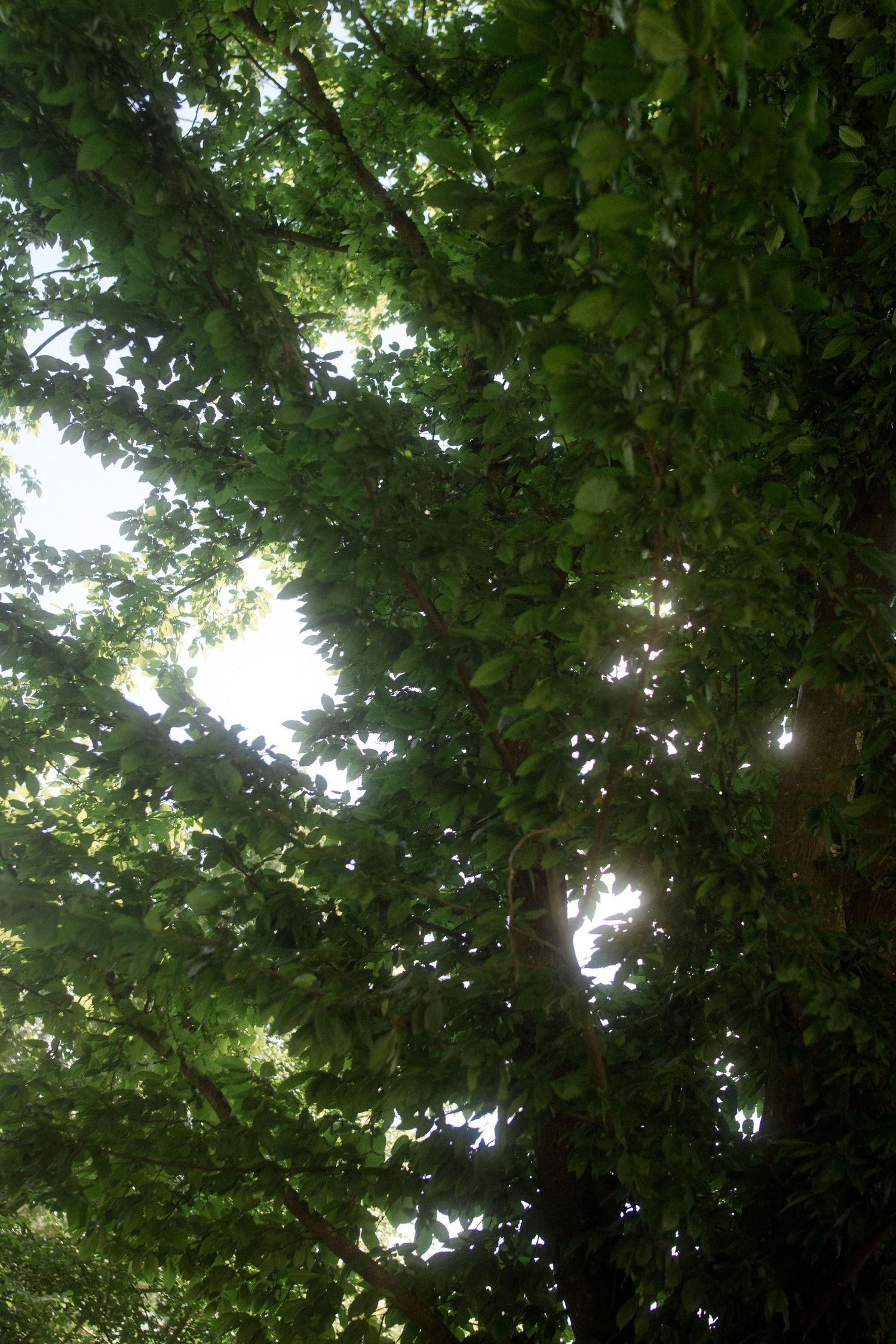 Sunlight filtering through green leaves and branches creating natural canopy.