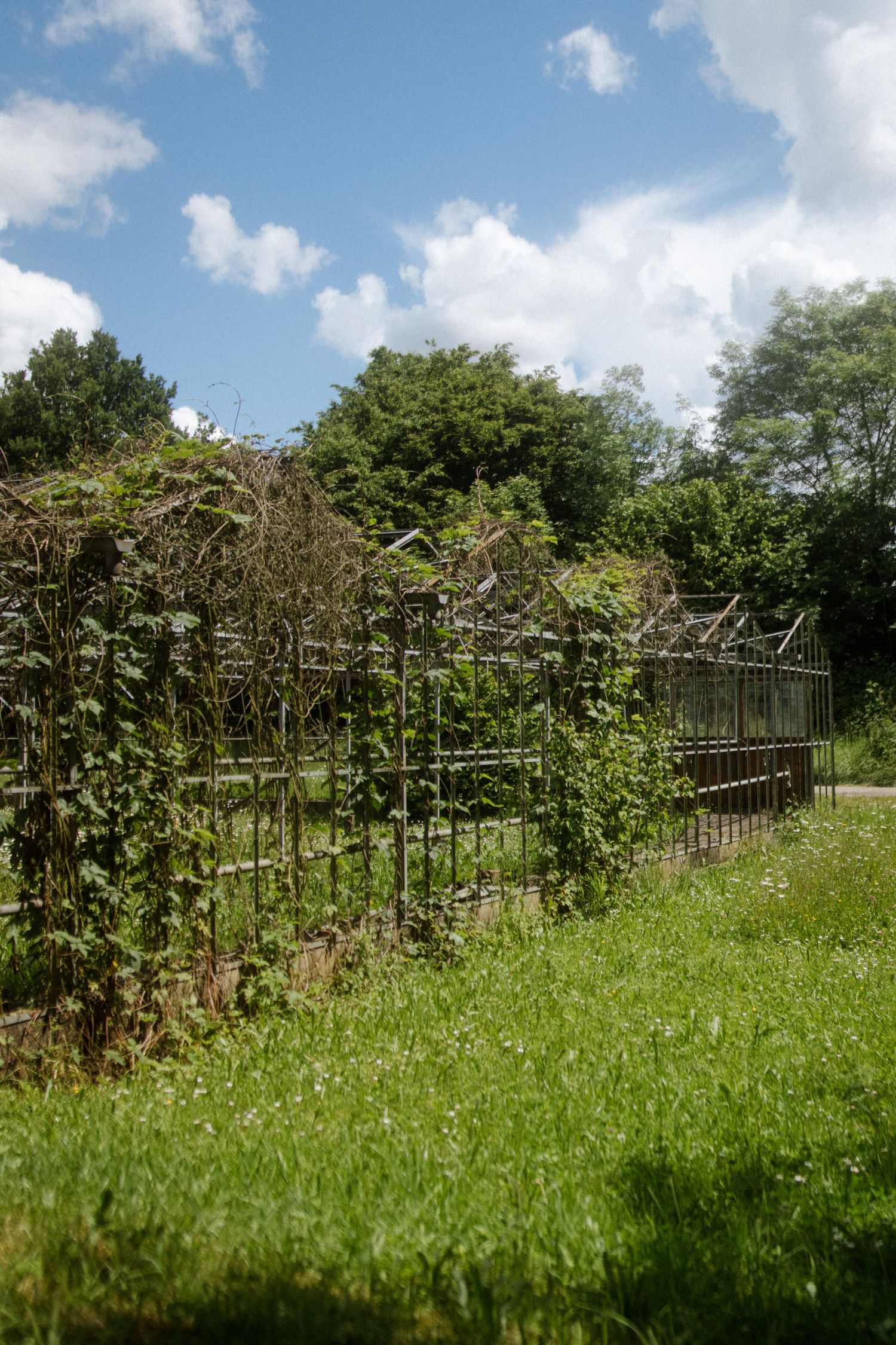 Garden trellis structure with climbing vines against a blue summer sky.