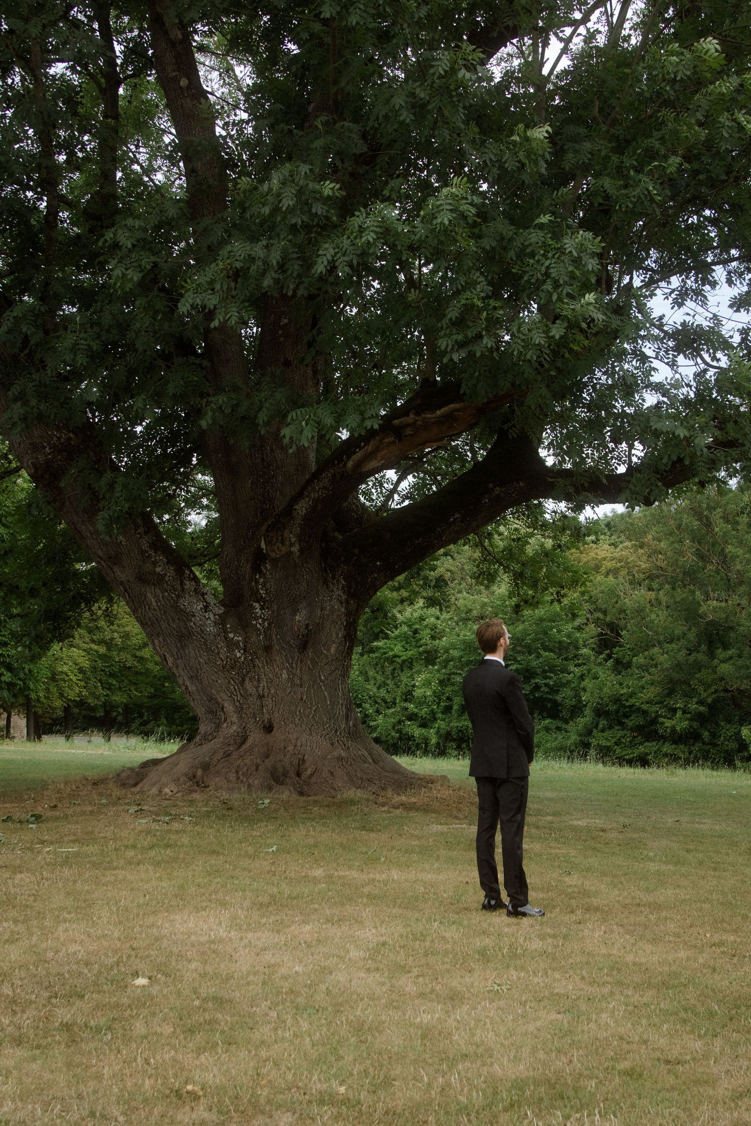 Silhouette of a person standing on grass near a majestic old oak tree.