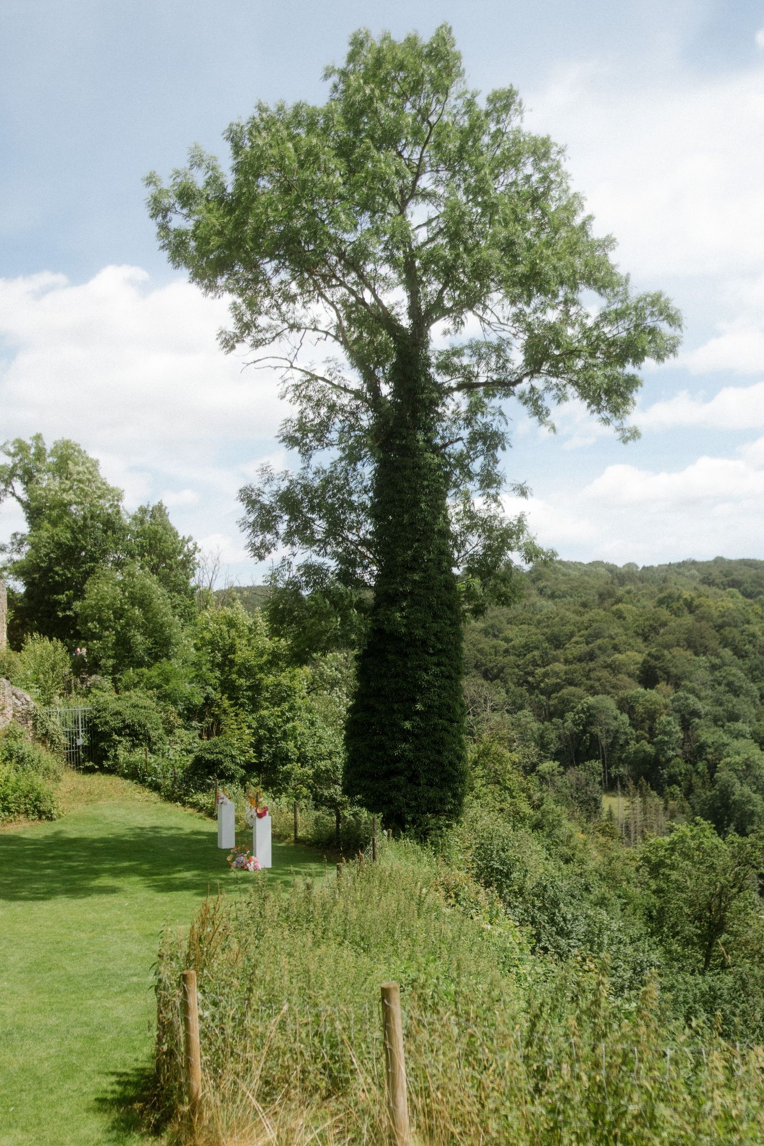 A tall tree covered in ivy stands on a grassy hillside overlooking a wooded valley in summer.