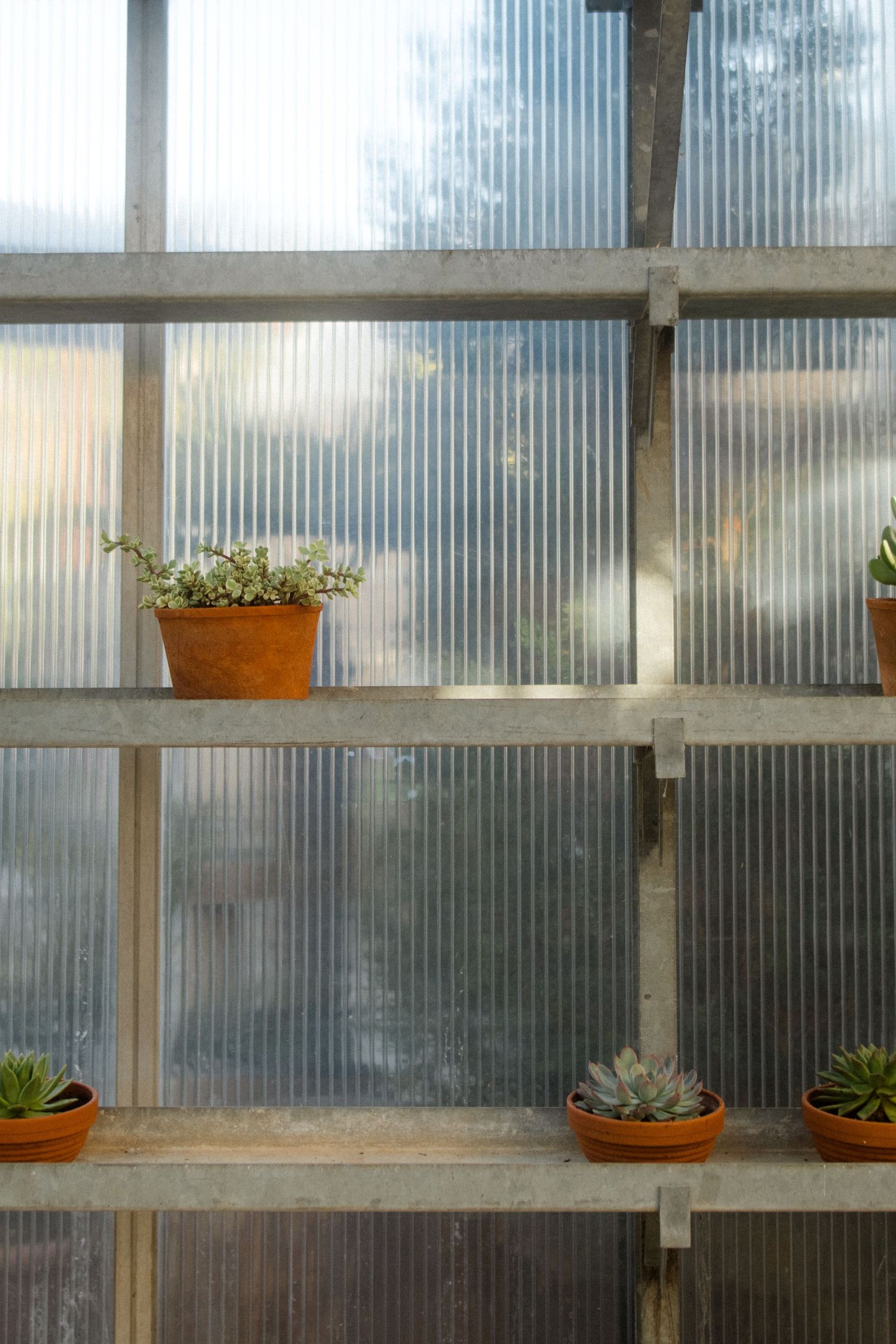 Greenhouse wall with potted succulents arranged on tiered shelving against translucent panels.