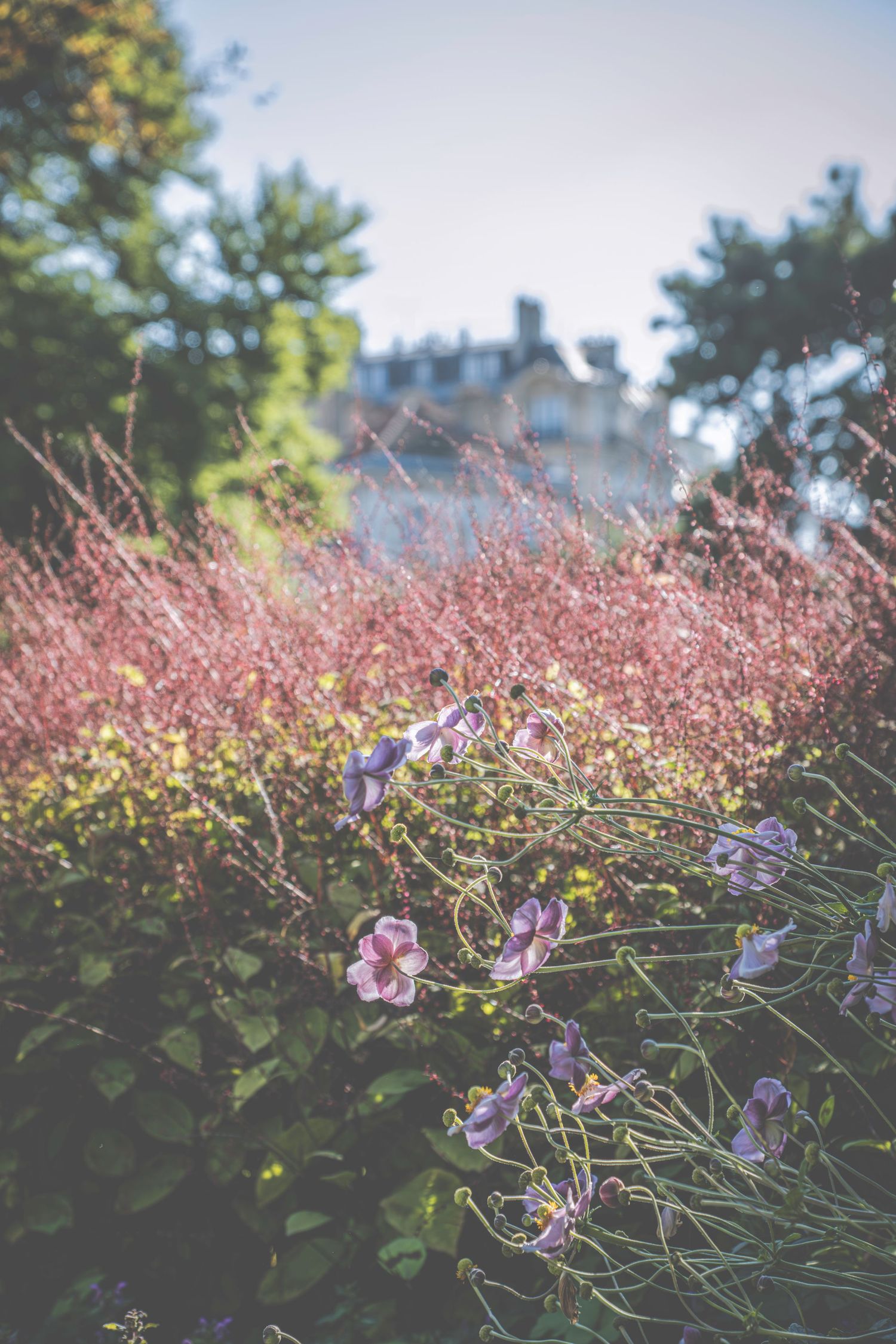 Some of Luxemburg Jarden's beautiful September flowers (Paris, France).