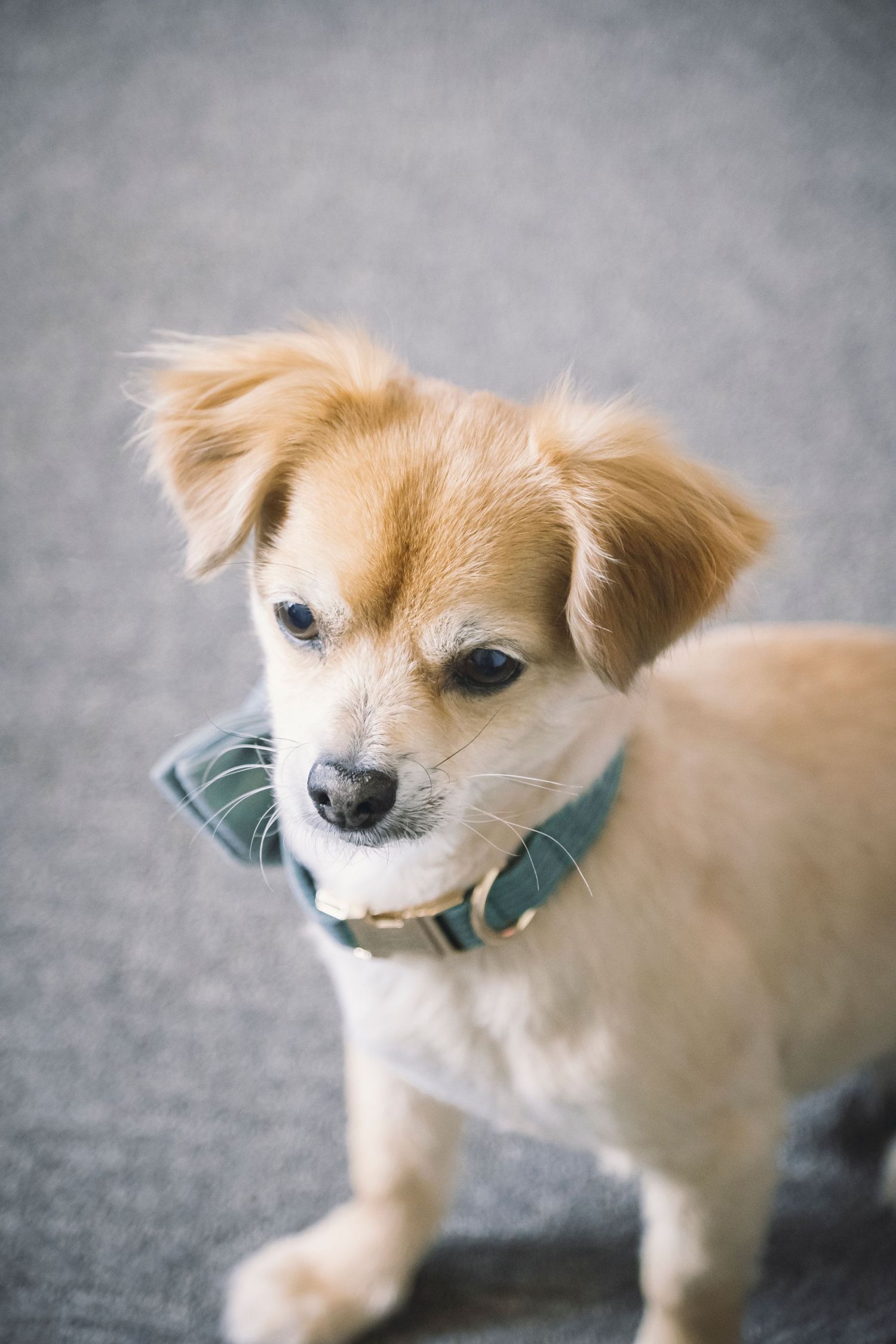 Pets are important members of our family. Connect with us to plan your custom Wedding, Engagement, Bridal or Lifestyle Session.