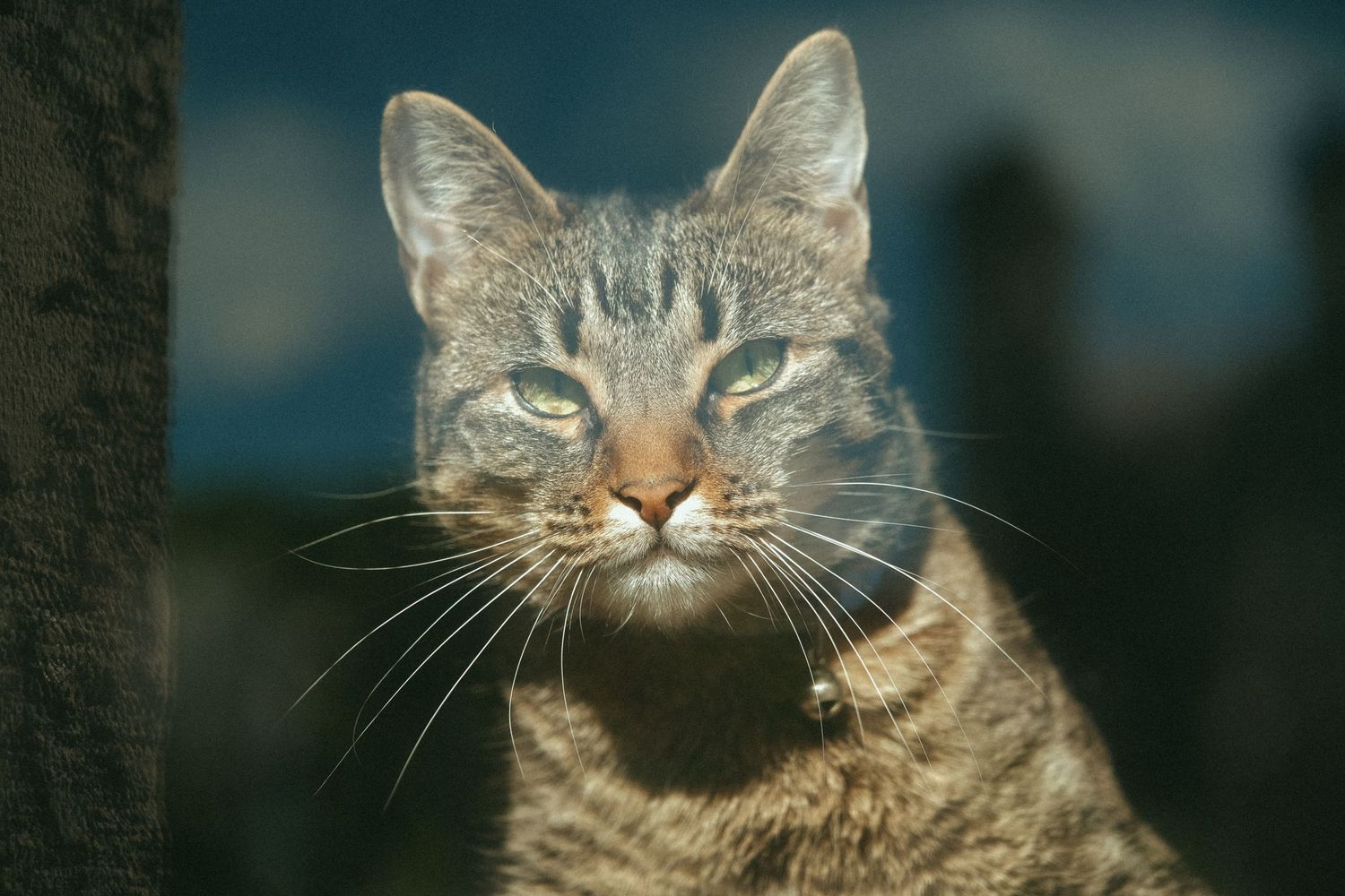 A close-up portrait of a gray tabby cat with green eyes and long white whiskers against a blue sky background.