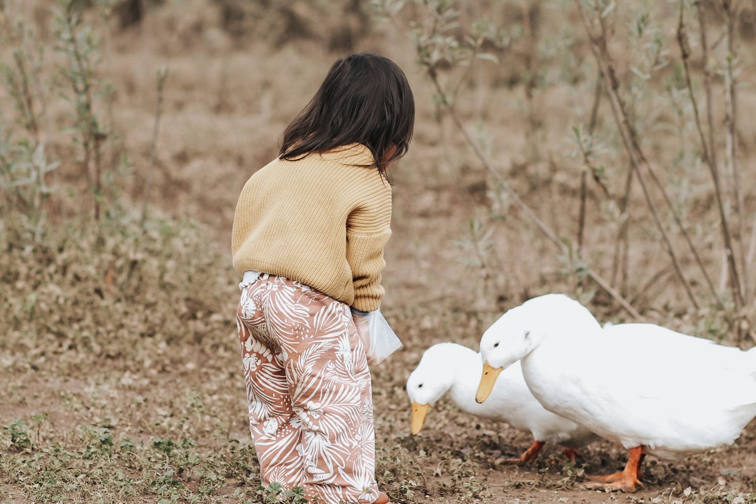 A young girl in a yellow sweater and floral pants stands near two white ducks in a natural outdoor setting.