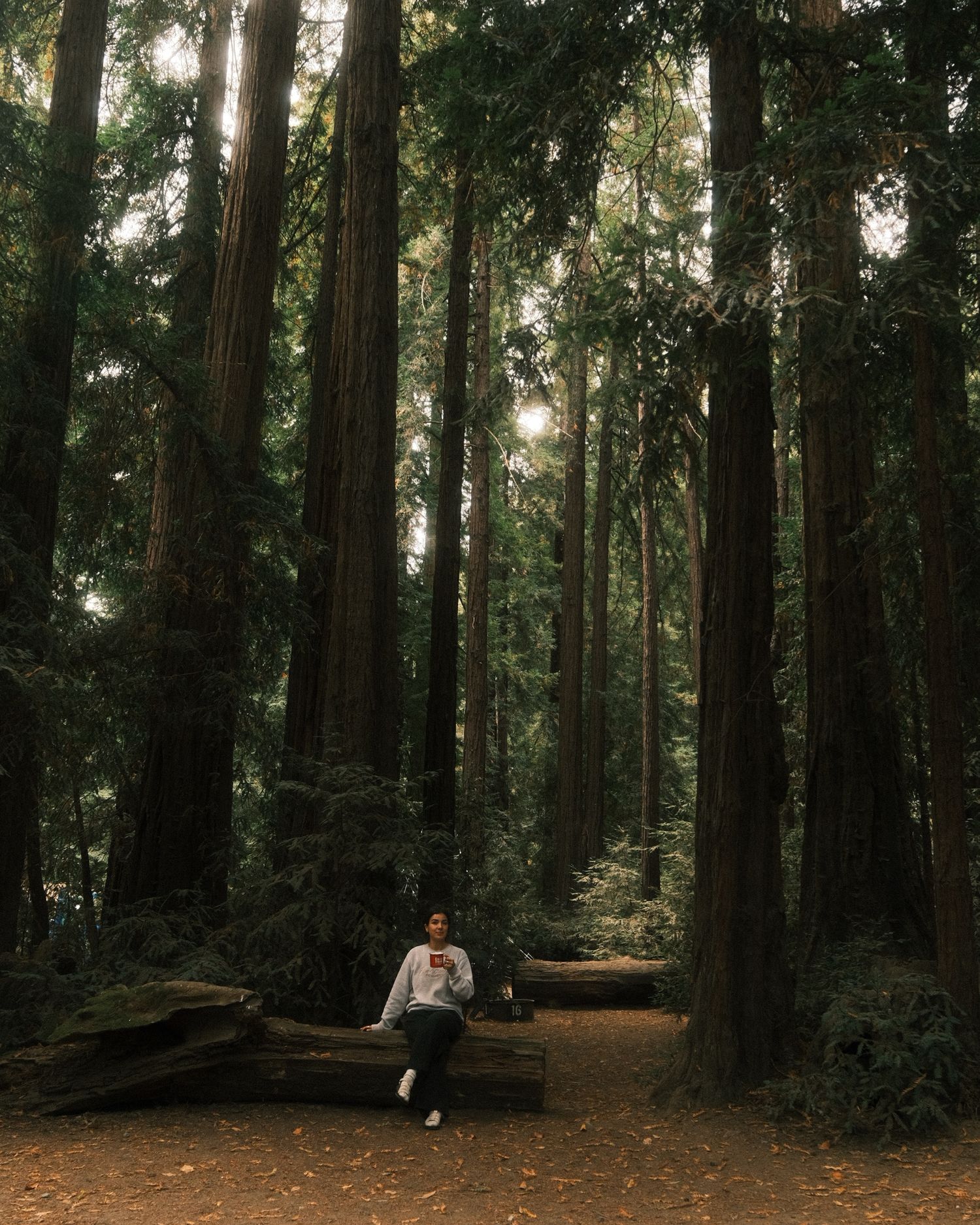 A panoramic view of a lush forest trail winding through tall evergreen trees in dappled sunlight.