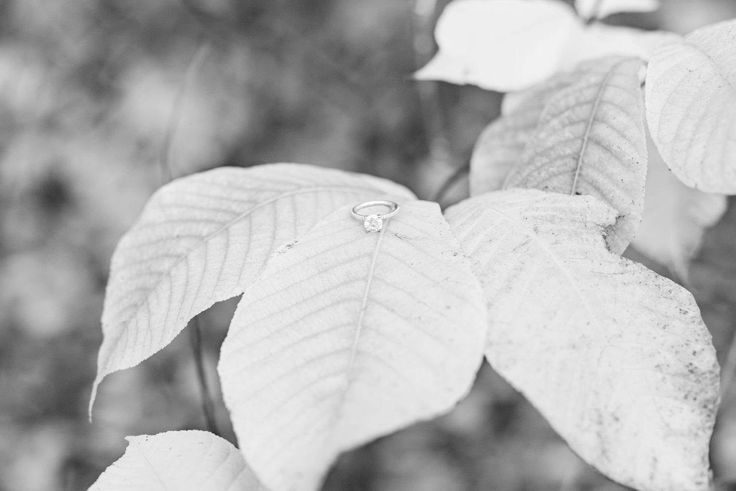Detail photo of engagement ring at Nichols Arboretum in Ann Arbor, MI