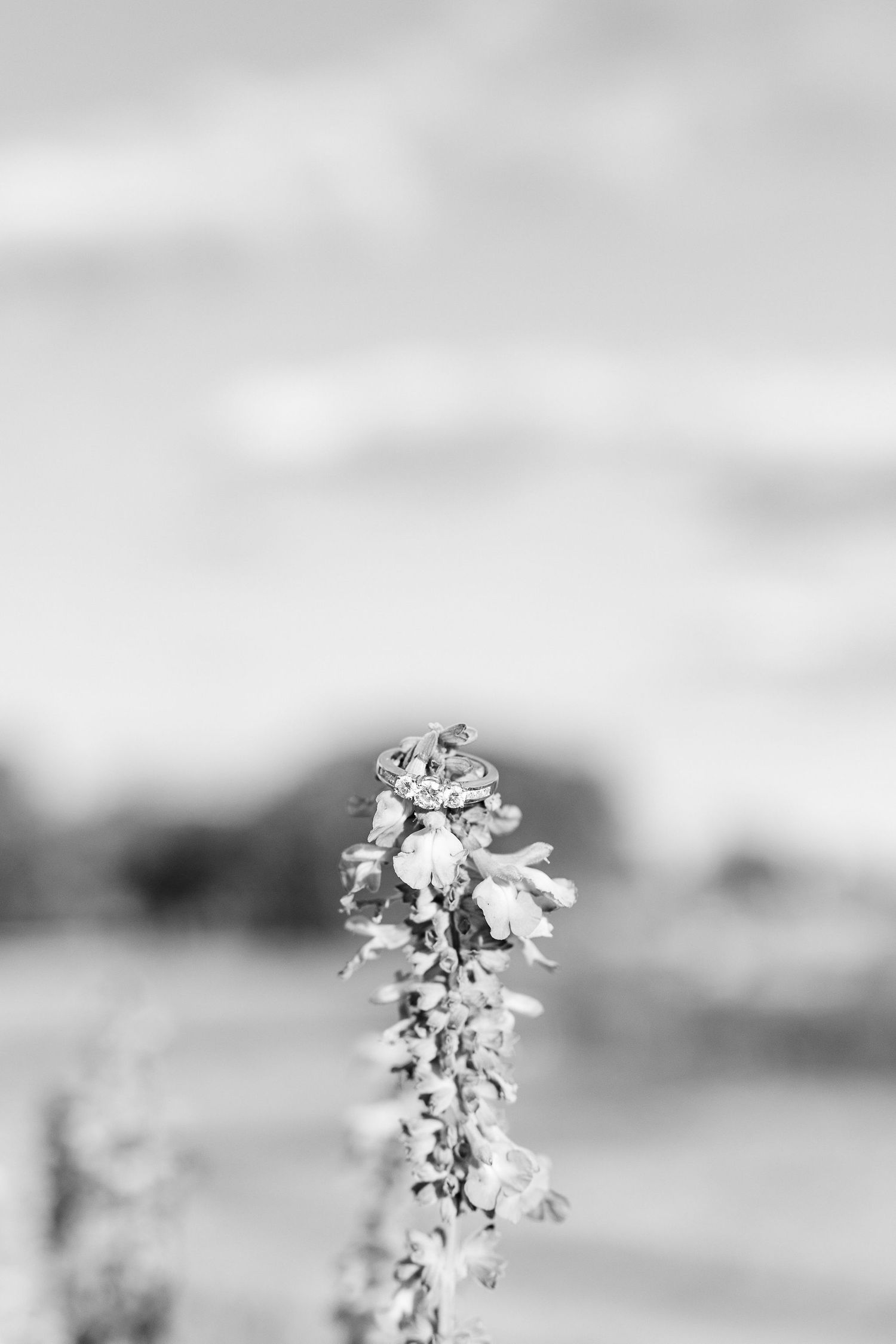 Detail photo of engagement ring on flower at Belle Isle in Detroit, MI
