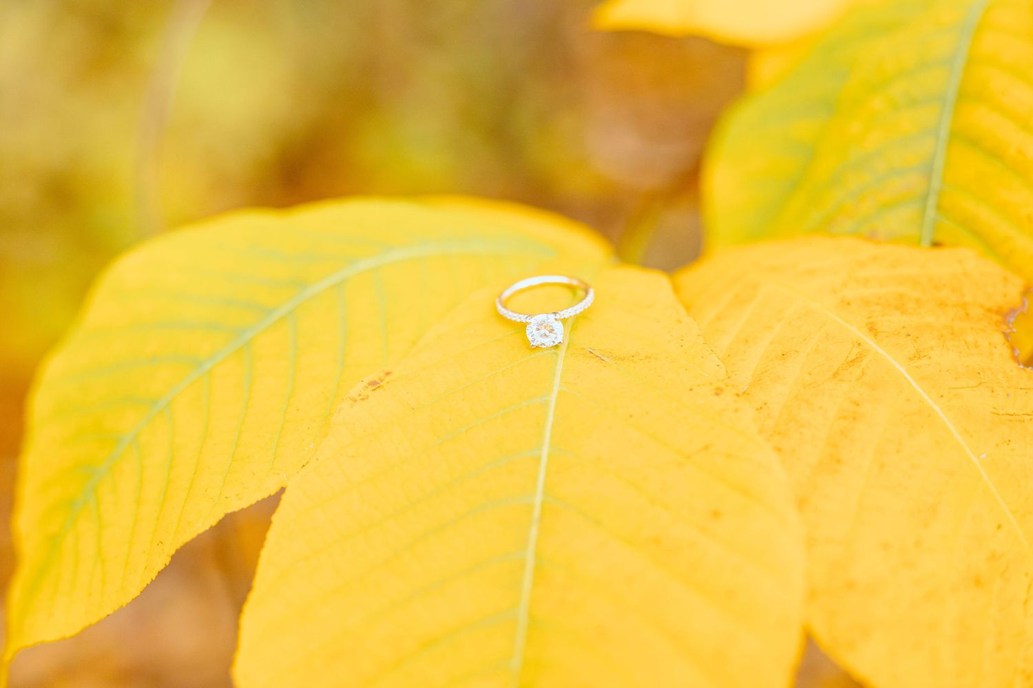 Detail photo of engagement ring at Nichols Arboretum in Ann Arbor, MI