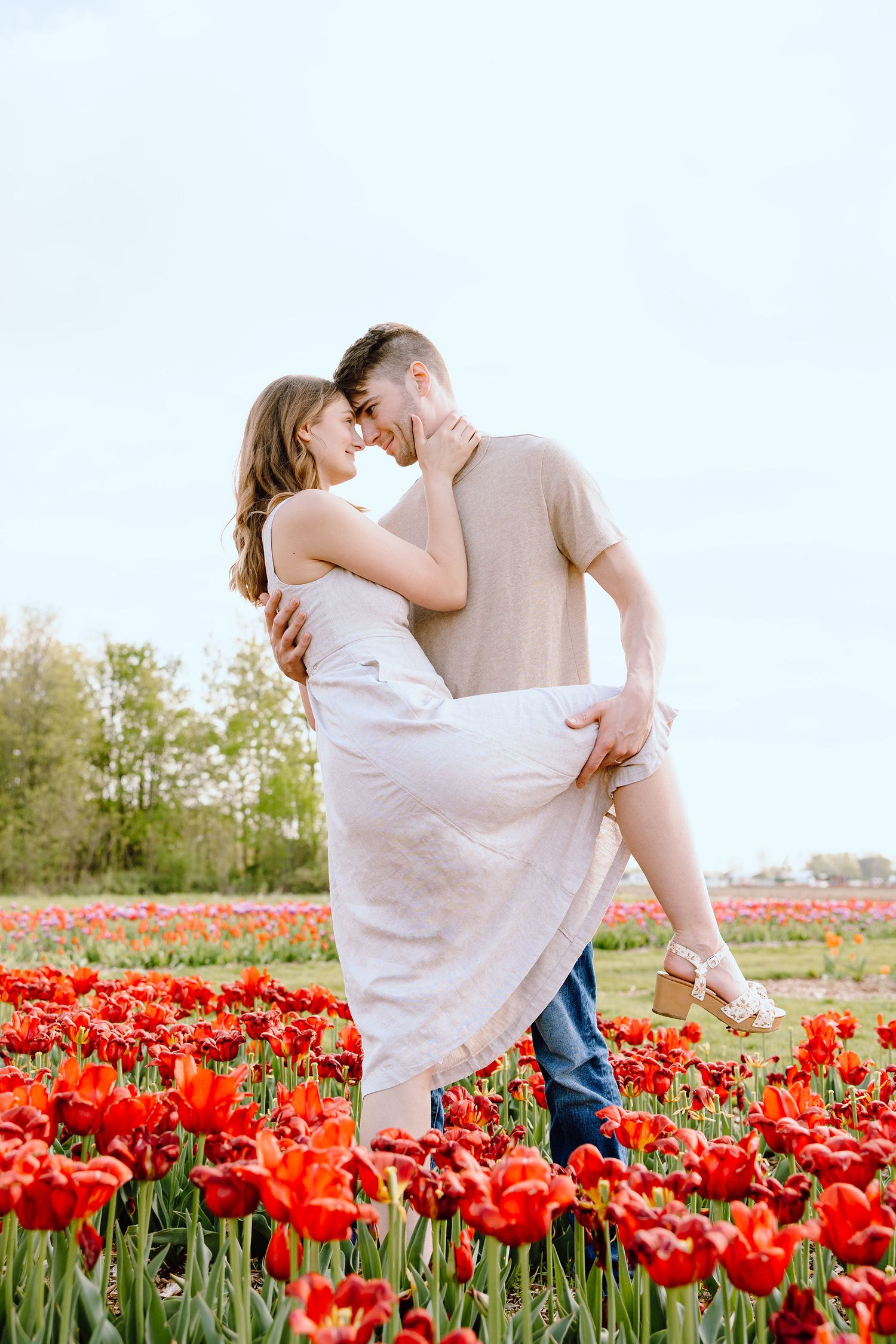 Engaged couple dipping at DeBuck's tulip field spring engagement session in Belleville, MI