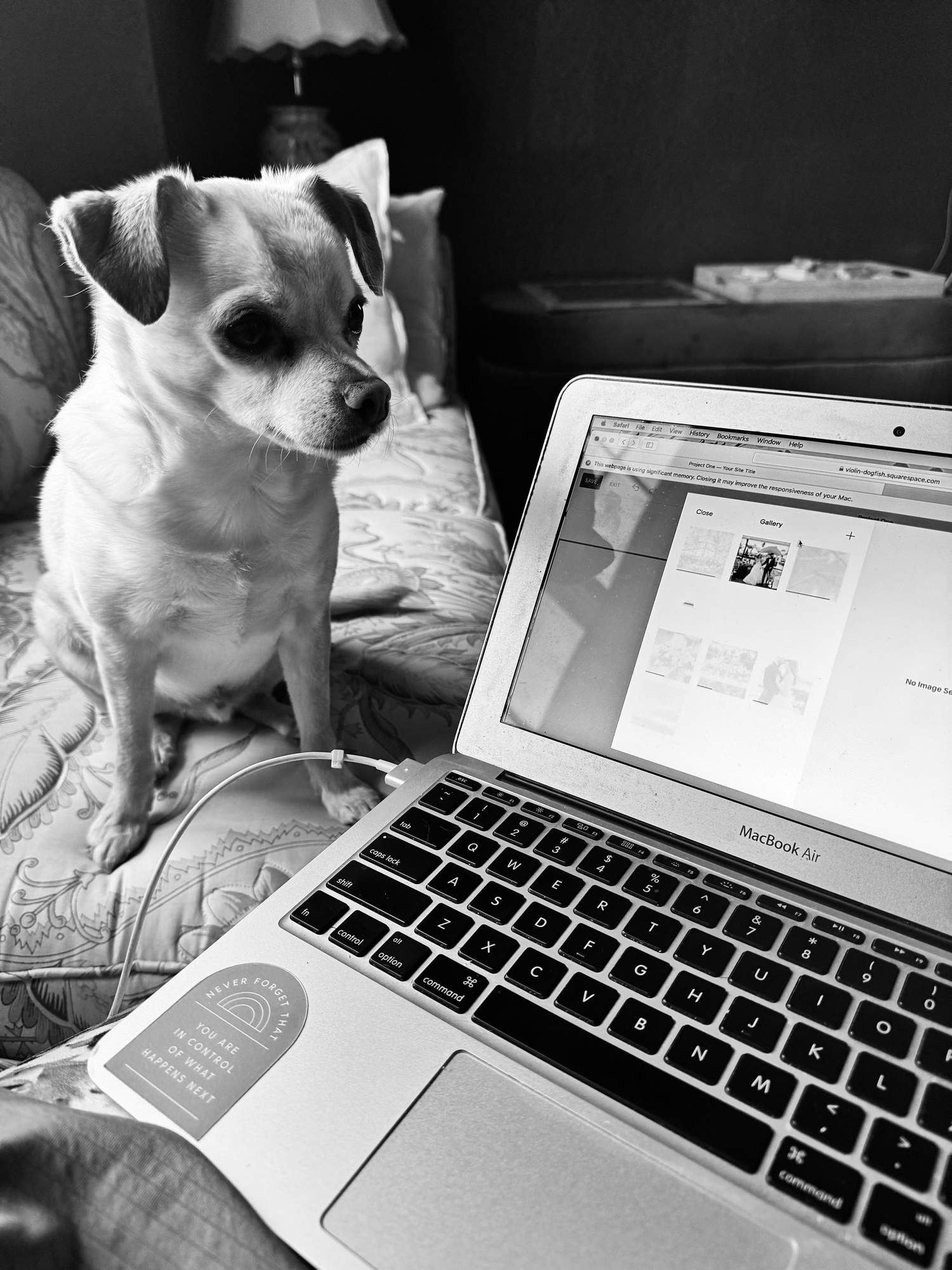 A small white dog sitting next to a MacBook laptop on a cozy bed.