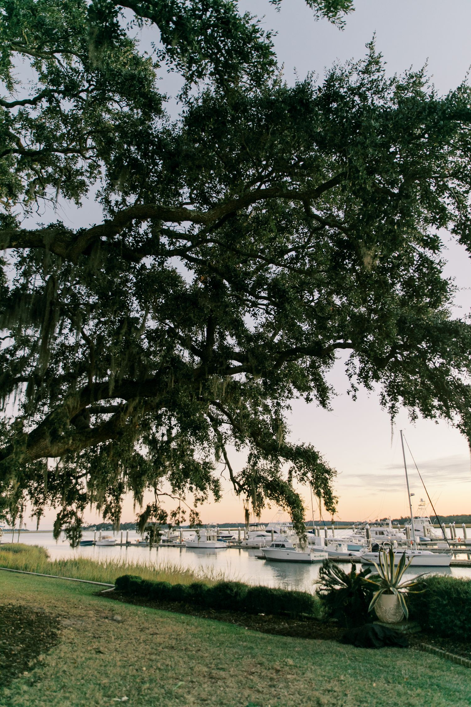 A tranquil marina with boats docked under a large overhanging tree at sunset.