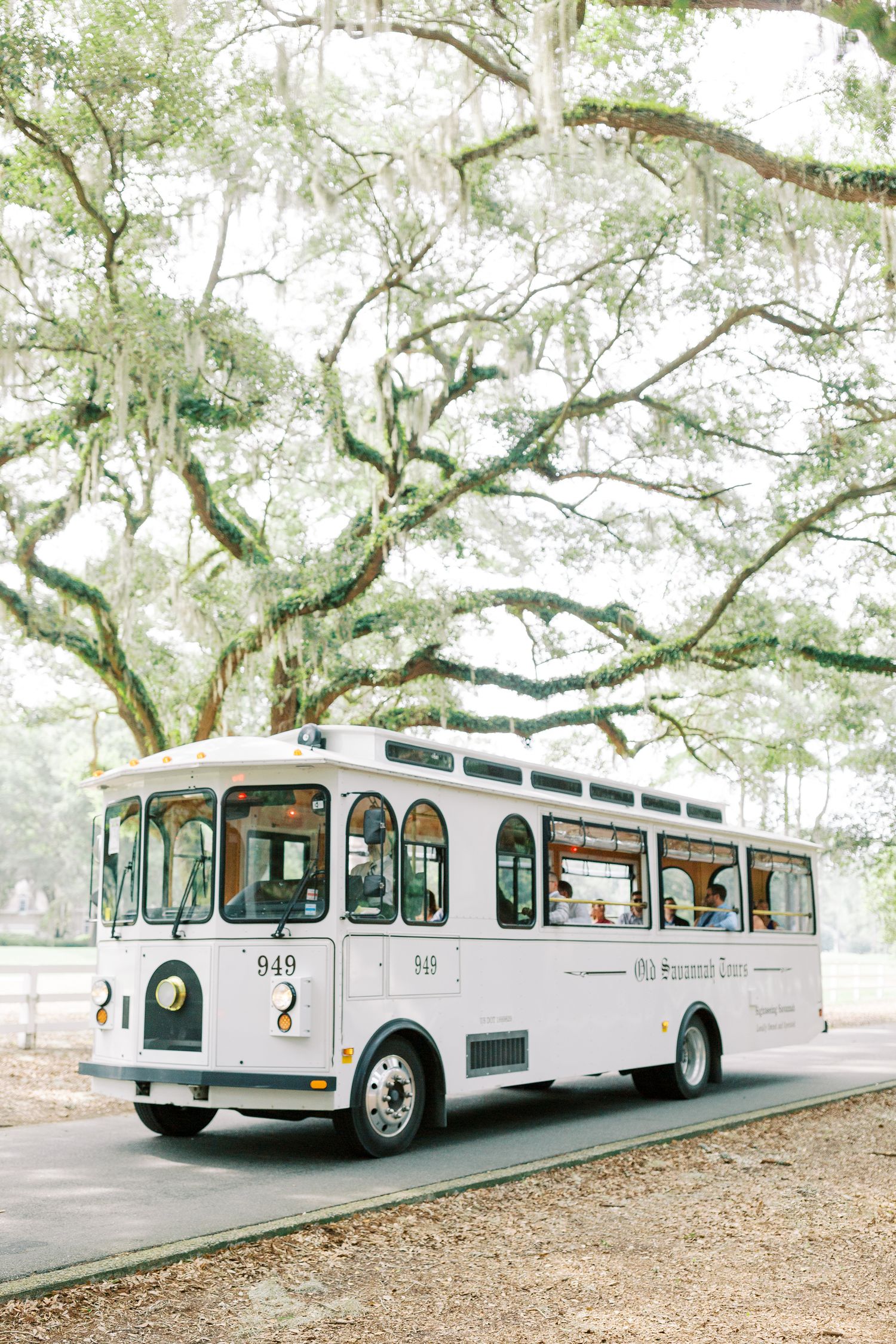 White vintage trolley bus parked under Spanish moss covered oak trees.