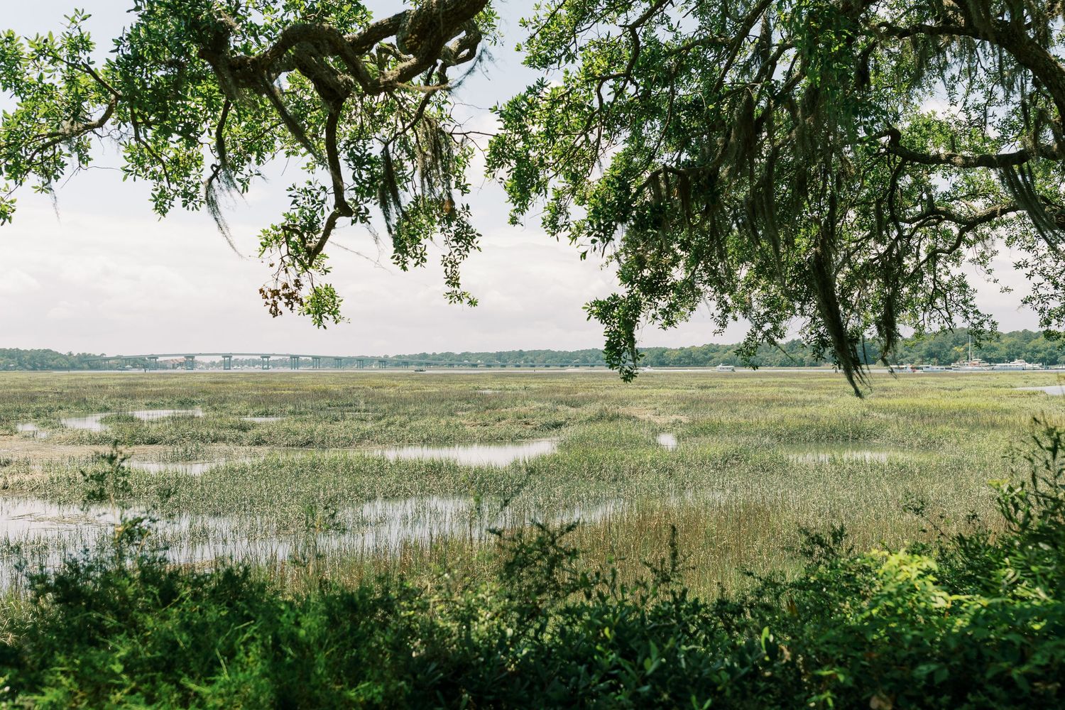 Spanish moss drapes over oak trees along a serene marsh landscape at sunset.